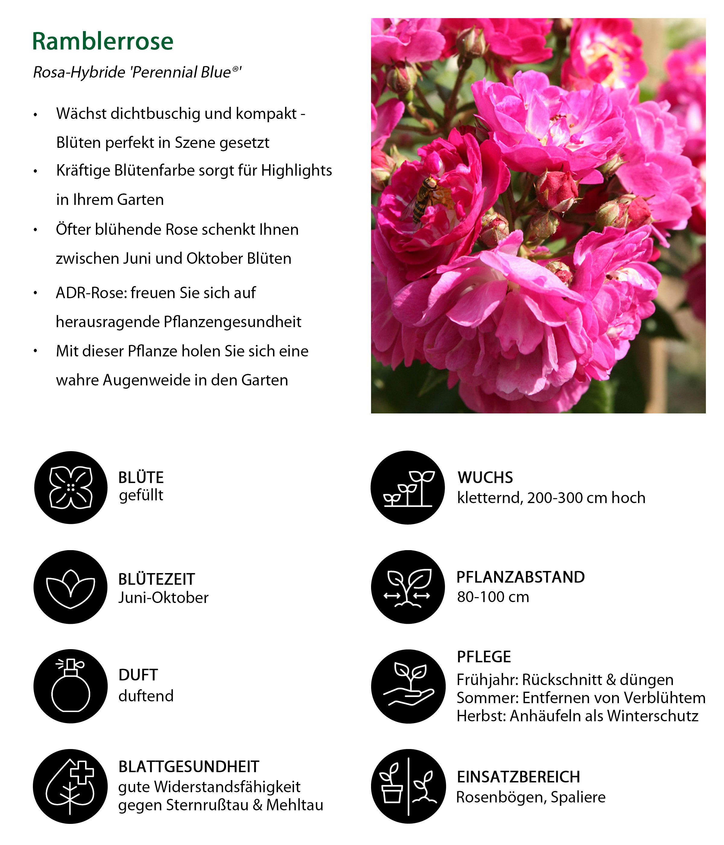 Dehner Rose Ramblerrose Perennial Blue®, lila-rosa Blüten, insektenfreundlich, großblütig und duftend, Züchter Tantau