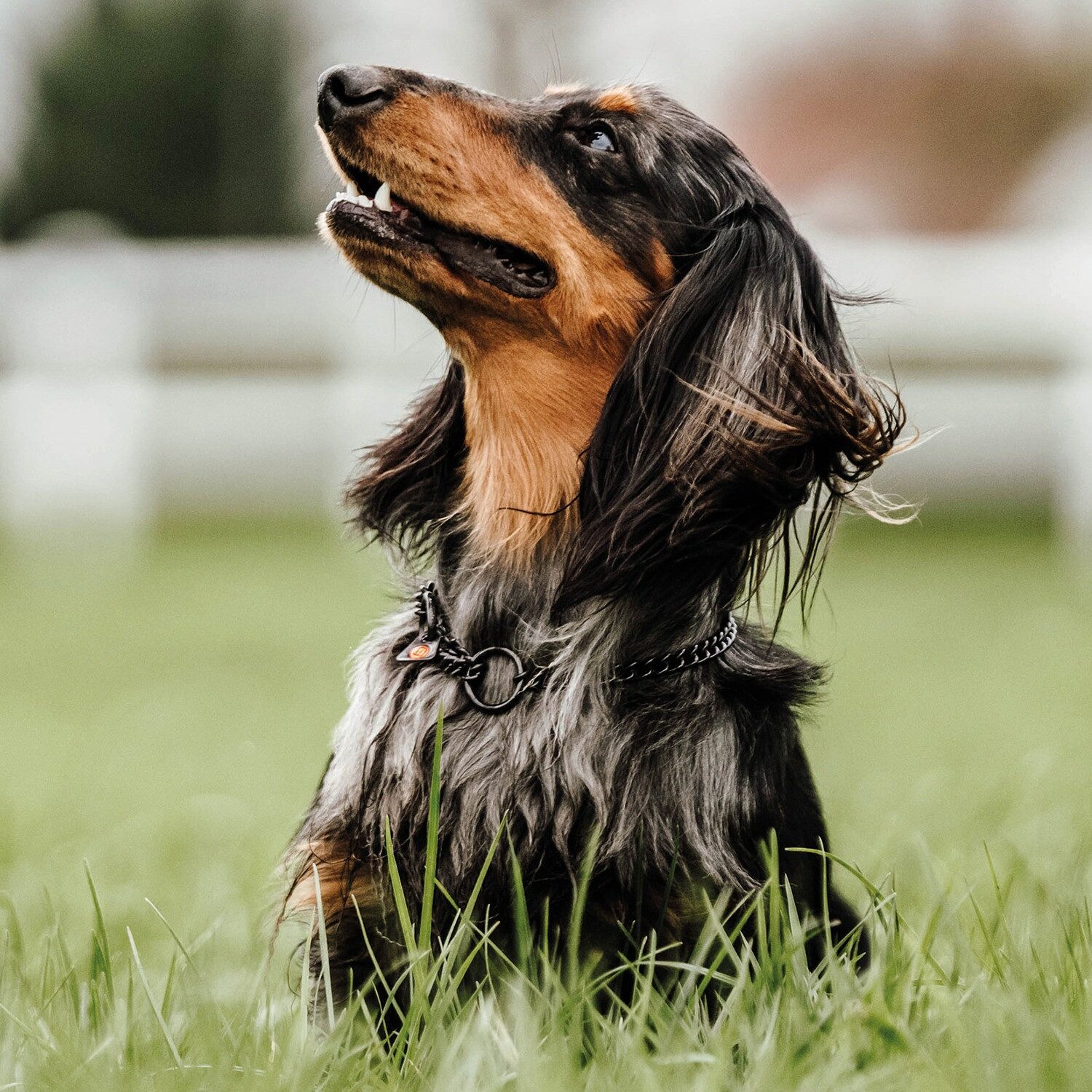 SPRENGER Hunde-Halsband Halskette mit Zugbegrenzung – runde Glieder