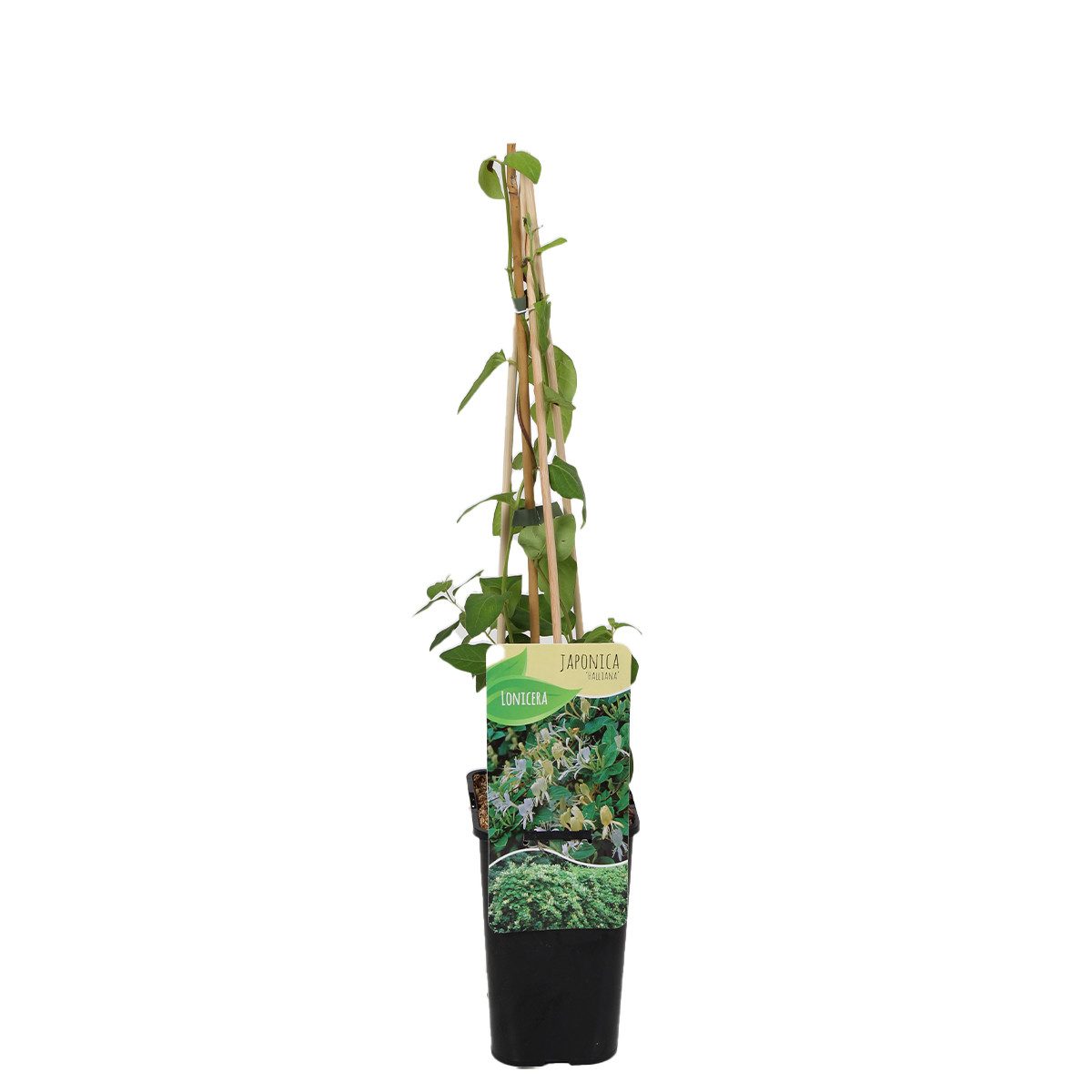 Bloomique Kletterpflanze Lonicera Japonica Halliana, Geißblatt, Weiß/Gelb, 70-80 cm, Topf 15 cm, 1 St.