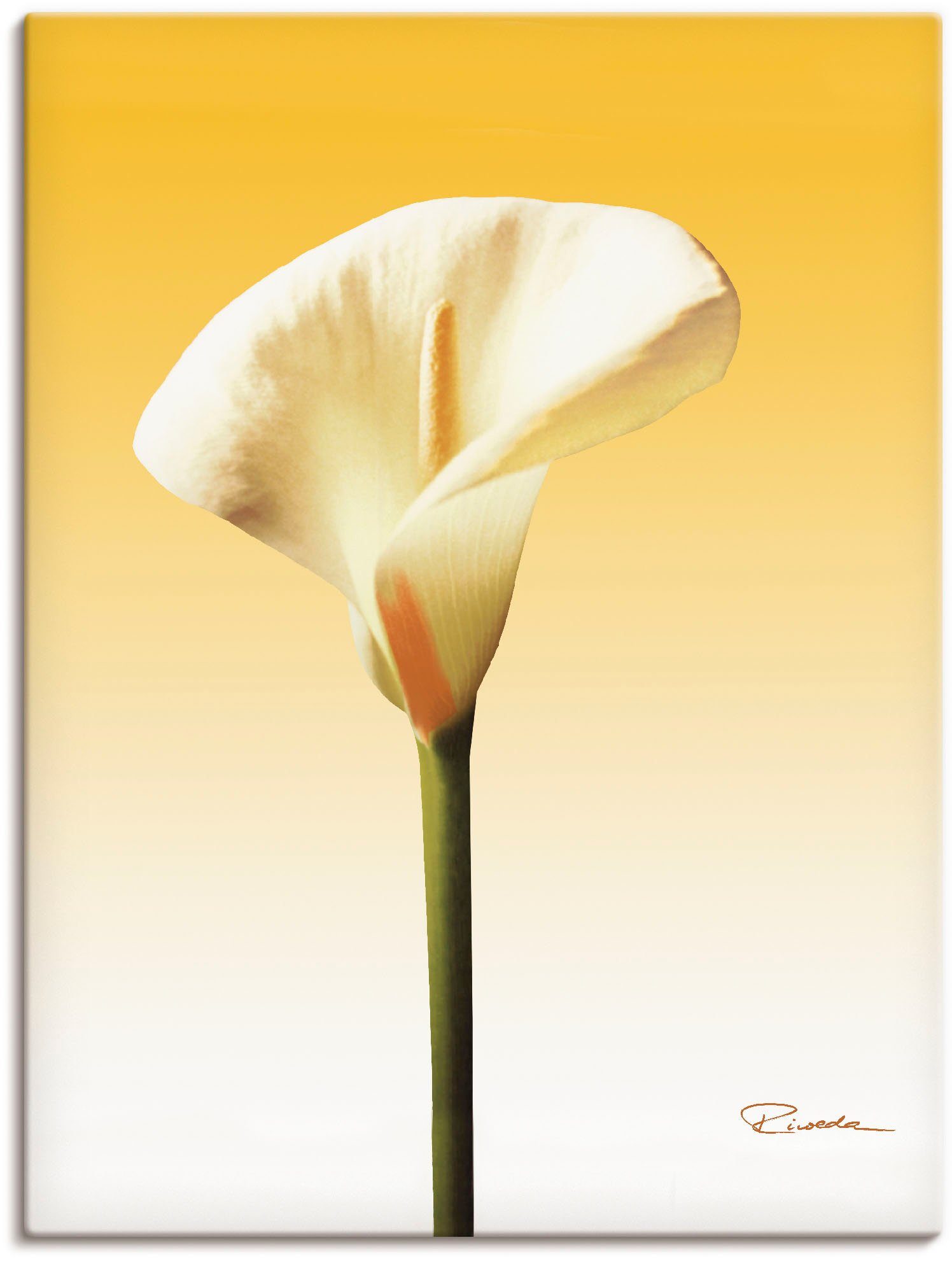 Artland Leinwandbild Sonnenschein Calla II, Blumenbilder (1 St), auf Holzrahmen gespannt