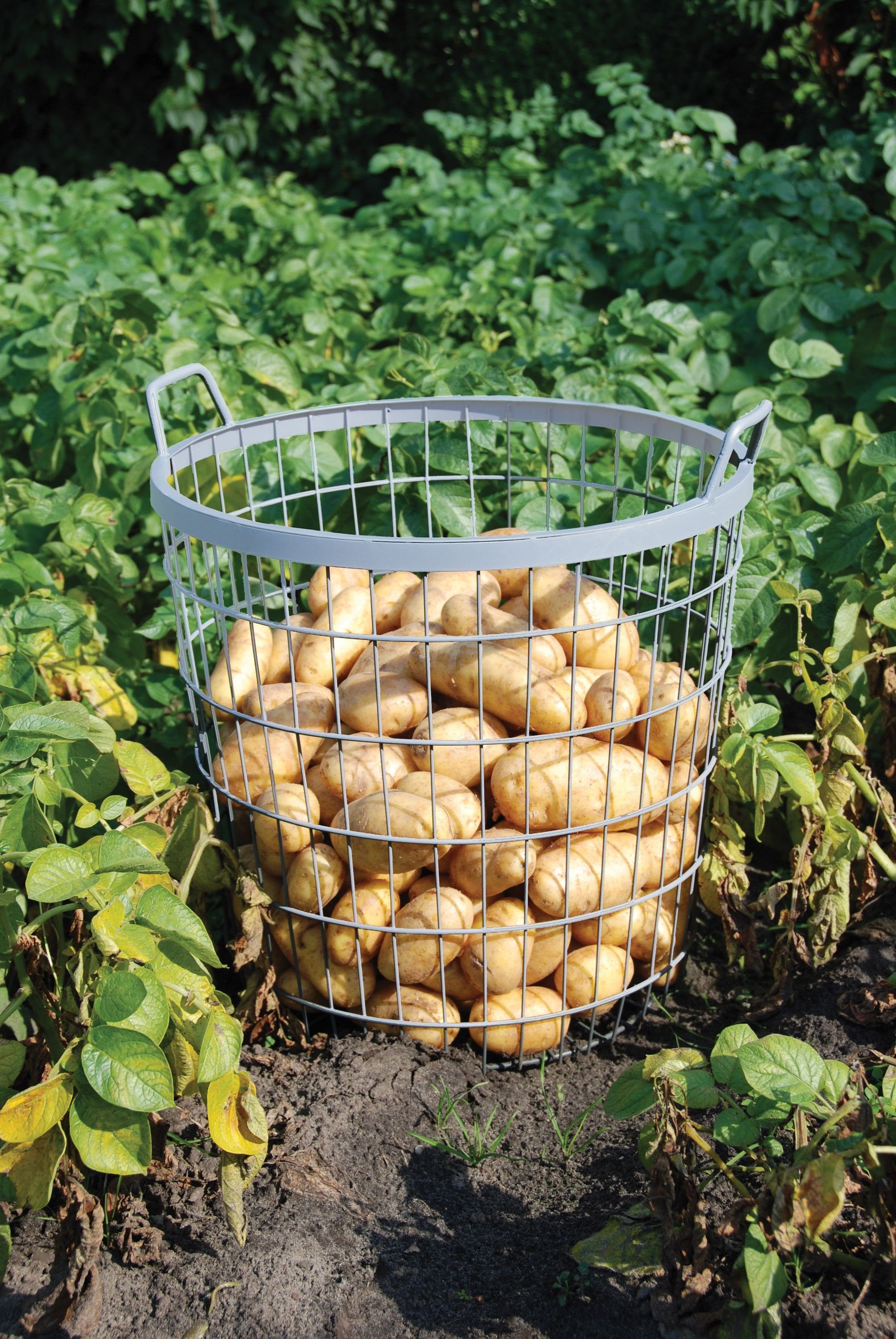 esschert design Dekokorb Esschert Design Drahtkorb Kartoffel Korb Ernte Garten Eisen Laub groß (Kartoffelkorb)