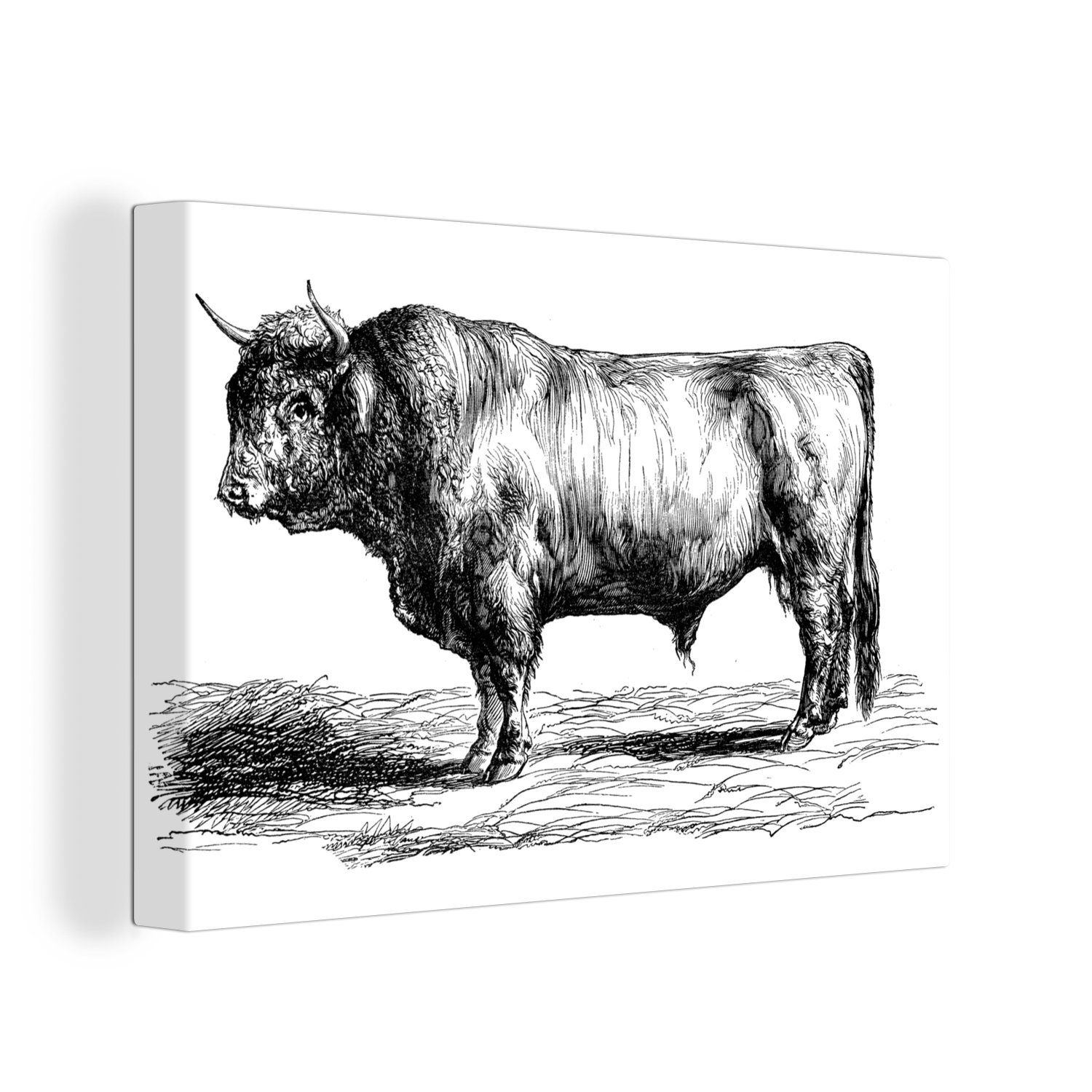 OneMillionCanvasses® Leinwandbild Schottischer Highlander - Stier - Schwarz - Weiß - Zeichnung, (1 St), Wandbild Leinwandbilder, Aufhängefertig, Wanddeko, 30x20 cm