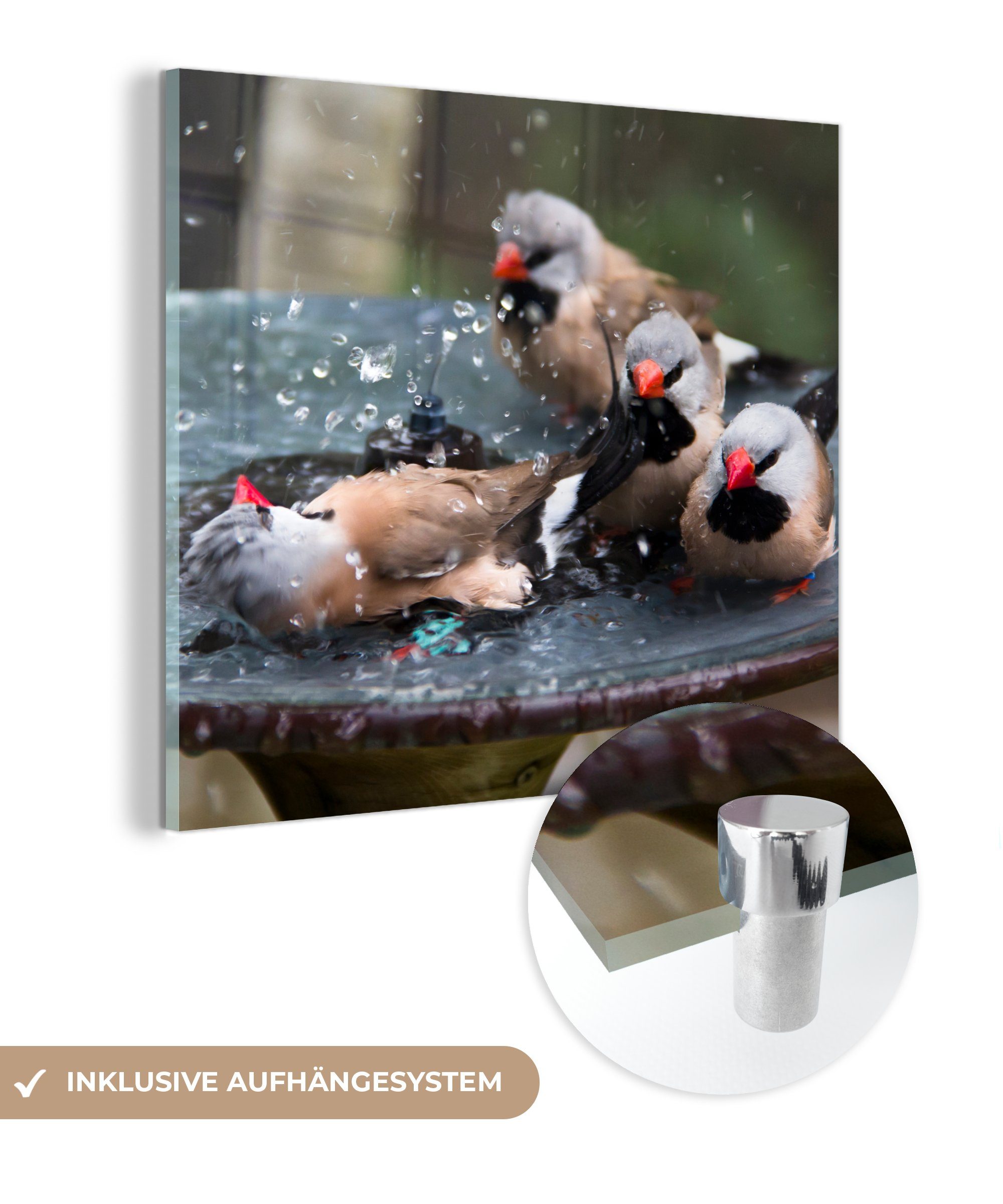 MuchoWow Acrylglasbild Vogeltränke - Wasser - Vogel, (1 St), Glasbilder - Bilder auf Glas Wandbild - Foto auf Glas - Wanddekoration