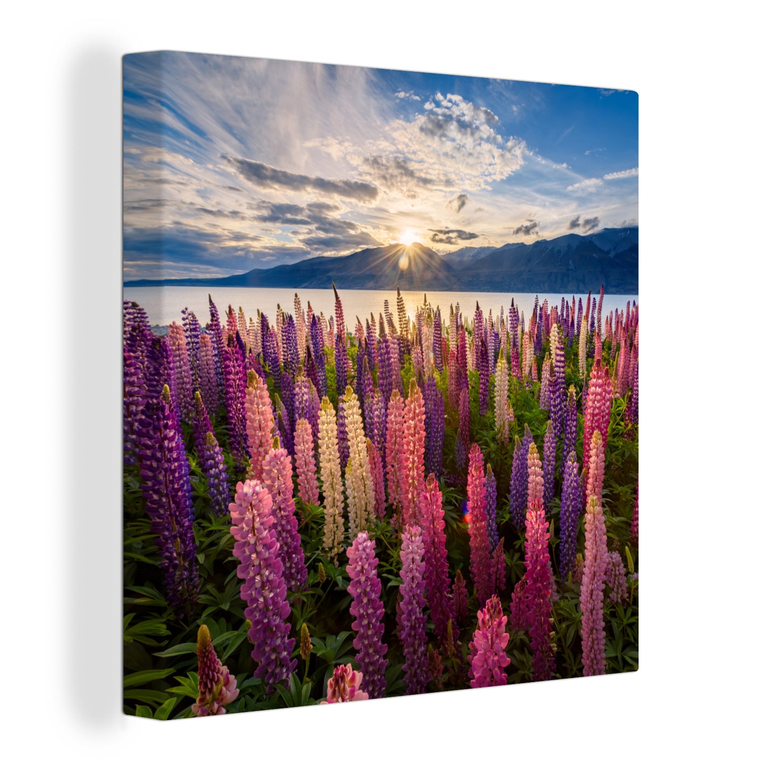 OneMillionCanvasses® Leinwandbild Neuseeland - Pflanze - Rosa, (1 St), Leinwand Bilder für Wohnzimmer Schlafzimmer