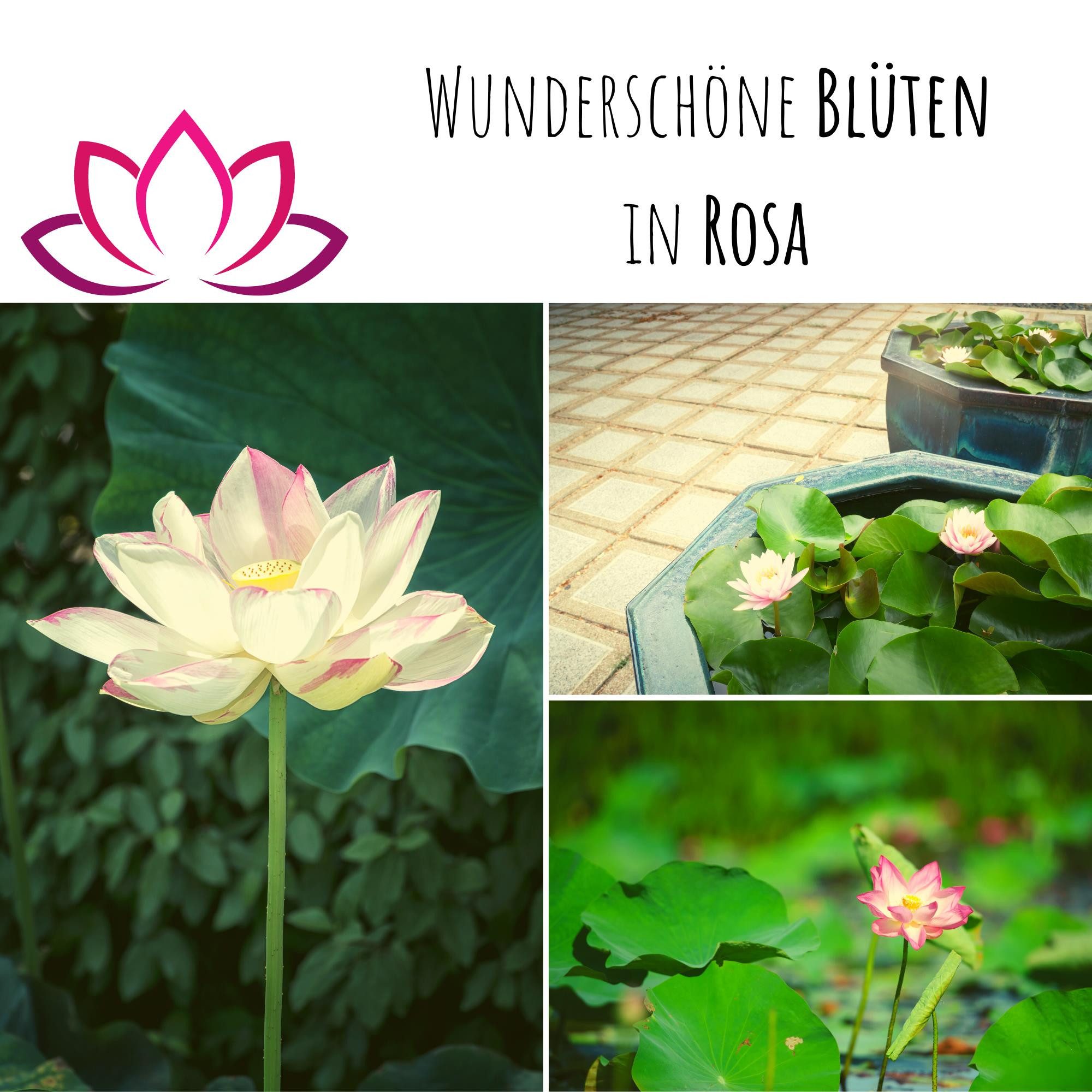 HappySeed Blumensamen Lotus Samen winterhart (Nelumbo nucifera) - Indische Lotusblume Samen, Blumen