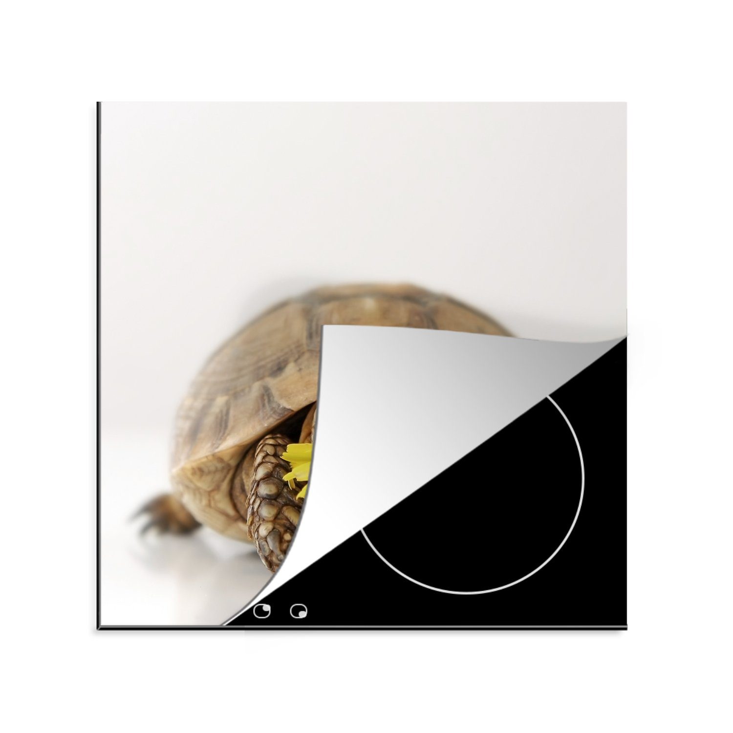 Schildkröte vor Herdblende-/Abdeckplatte einem Hintergrund, MuchoWow küche cm, weißen Vinyl, Blume Arbeitsplatte für tlg), isst Ceranfeldabdeckung, 78x78 (1 hellen