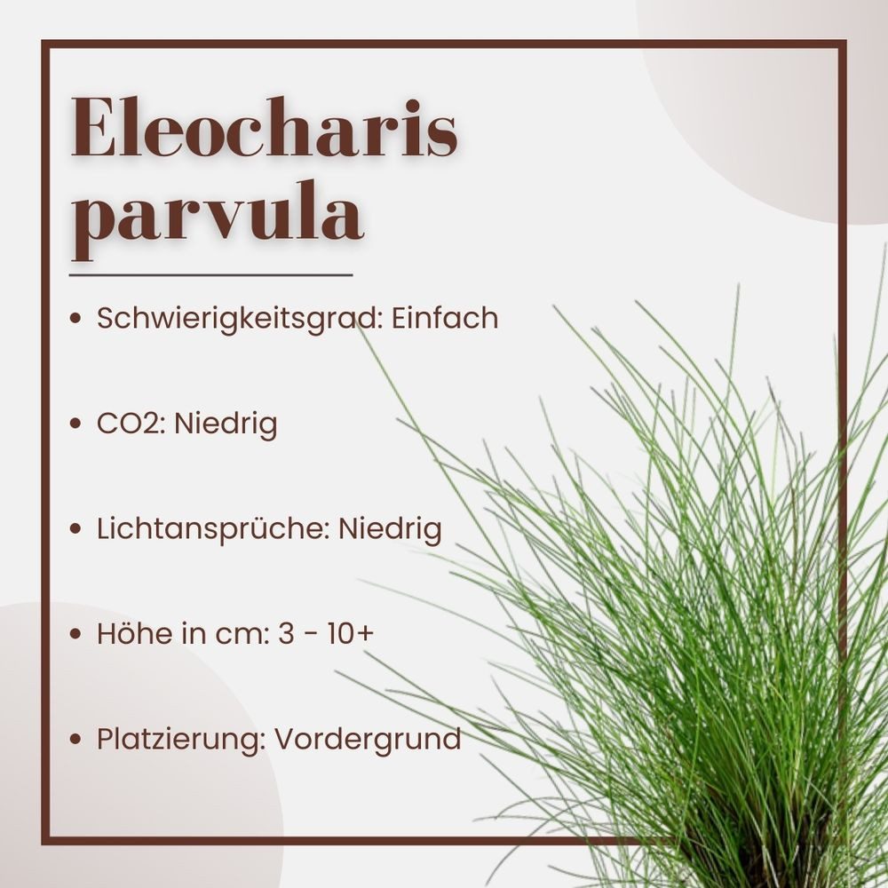 Aquaone Wasserpflanze Aquarium Pflanze 3 Stück Eleocharis parvula Nr.332C Set