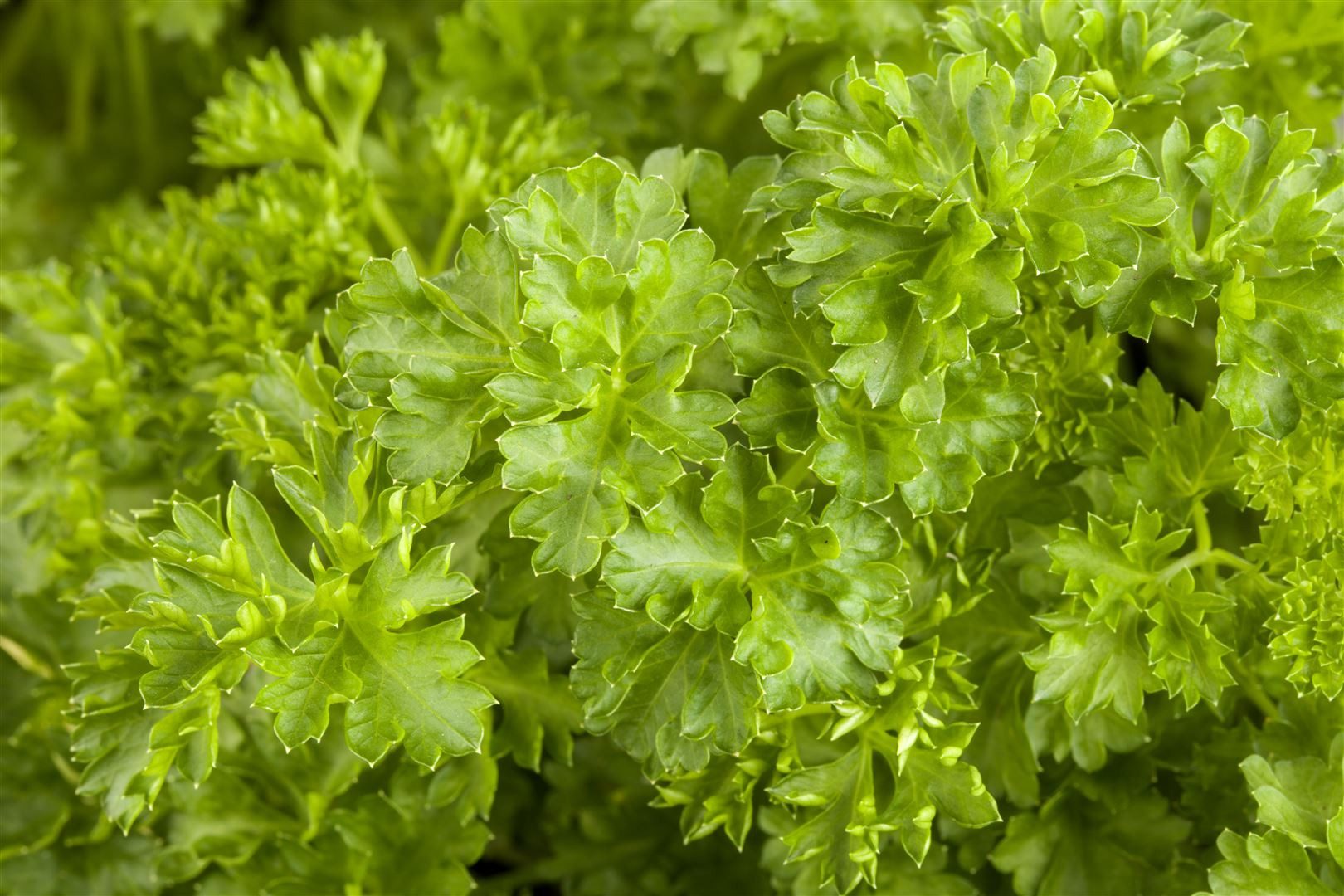 Pflanzen für Dich Staude Petroselinum crispum, 1 St., Petersilie, Gartenpet günstig online kaufen