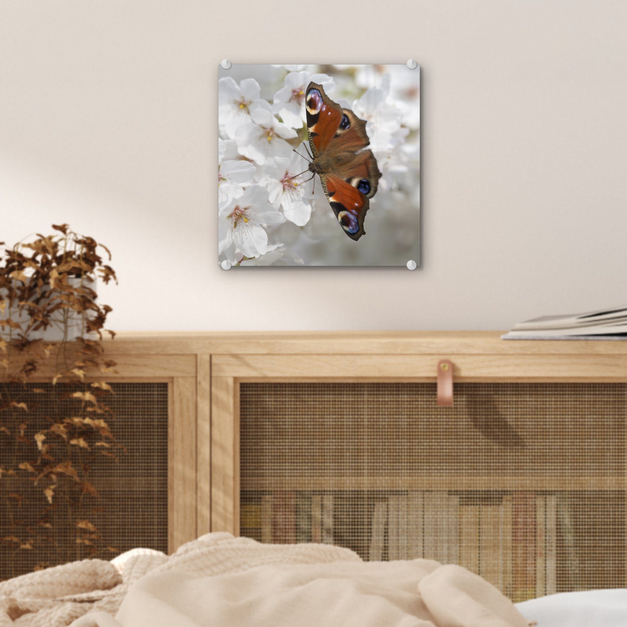 Kirschblüte, auf - - auf MuchoWow Glasbilder auf Acrylglasbild Foto Wandbild Schmetterling Tagpfauenauge - Bilder Wanddekoration St), Glas (1 Glas