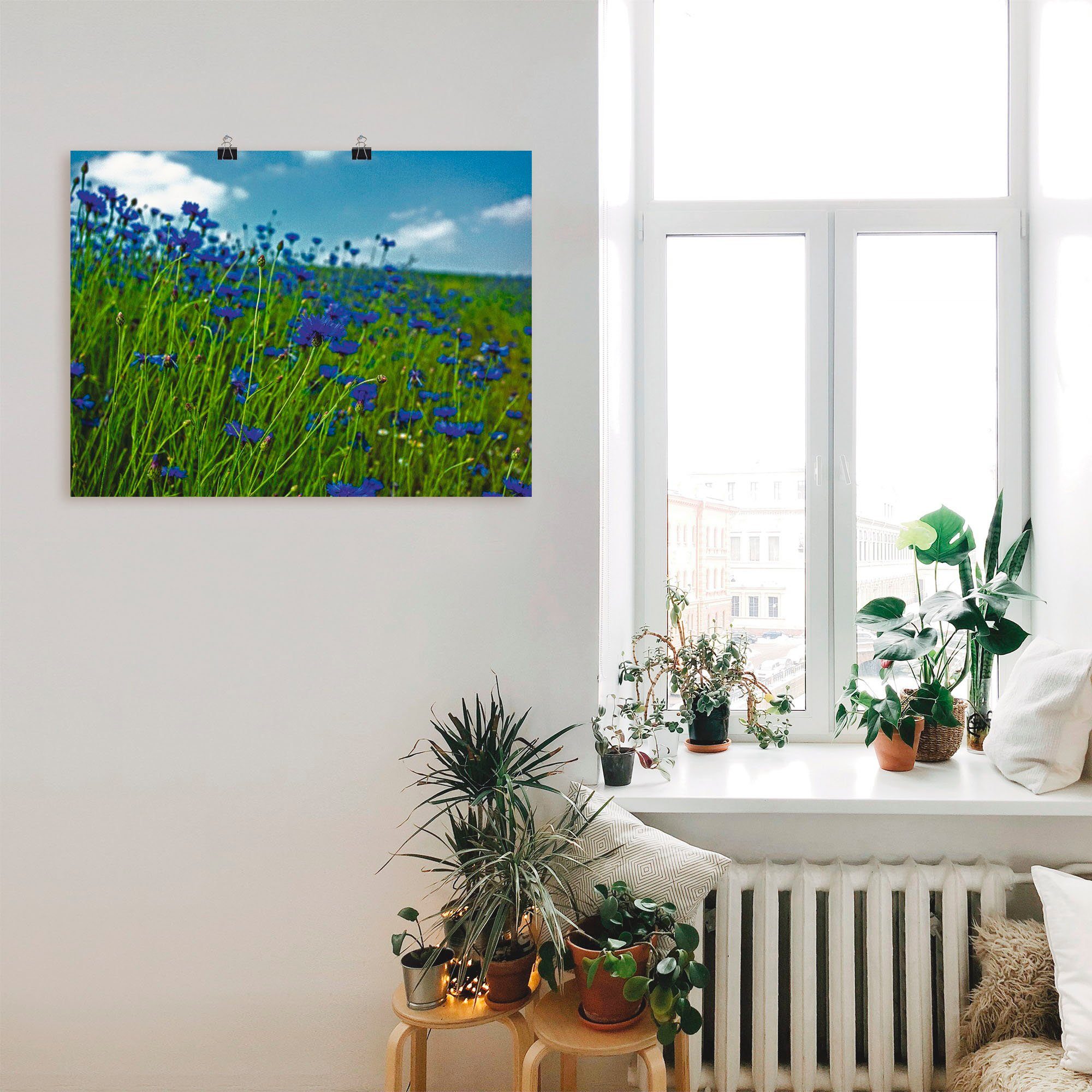 als versch. (1 St), Kornblumenwiese, in Größen Blumenwiese Wandbild Wandaufkleber Leinwandbild, Artland Poster oder