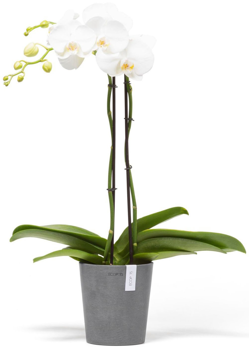 ECOPOTS Blumentopf Morinda, ØxH: 14,2x16 cm