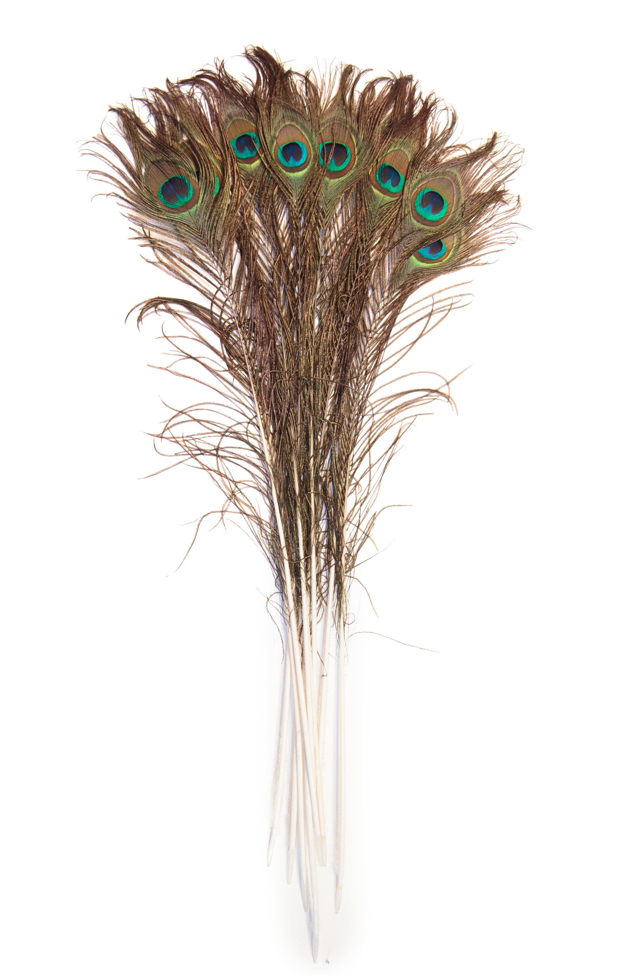 ROSEMARIE SCHULZ Heidelberg Bastelfedern 10 Pfauenfedern 70cm lang Federn M günstig online kaufen