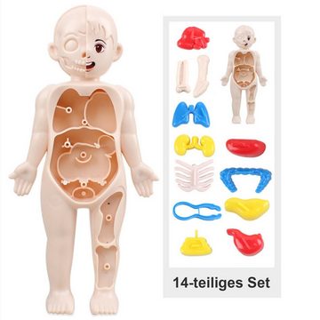 Kind Ja Lernspielzeug Modell der menschlichen Anatomie, Lernspielzeug für Kinder, Steckspielzeug, abnehmbarem Körper für Kinder