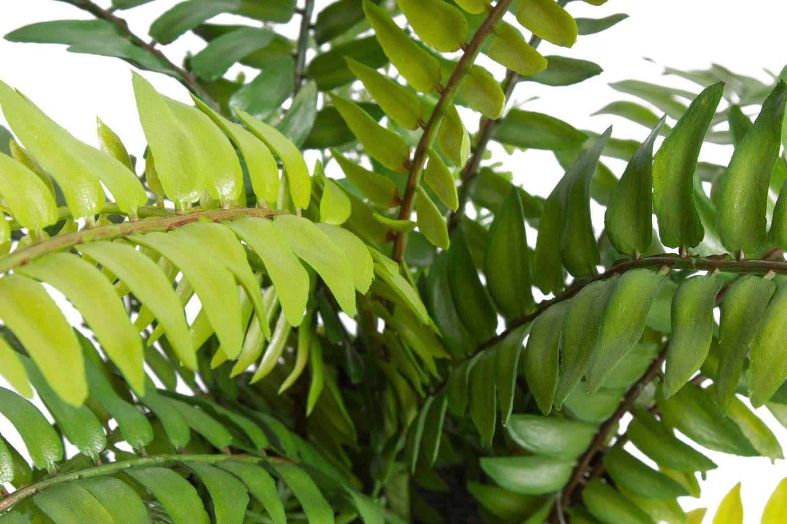 Künstliche Zimmerpflanze Farn mit 18 Blättern 28 Höhe Farn, cm Botanic-Haus