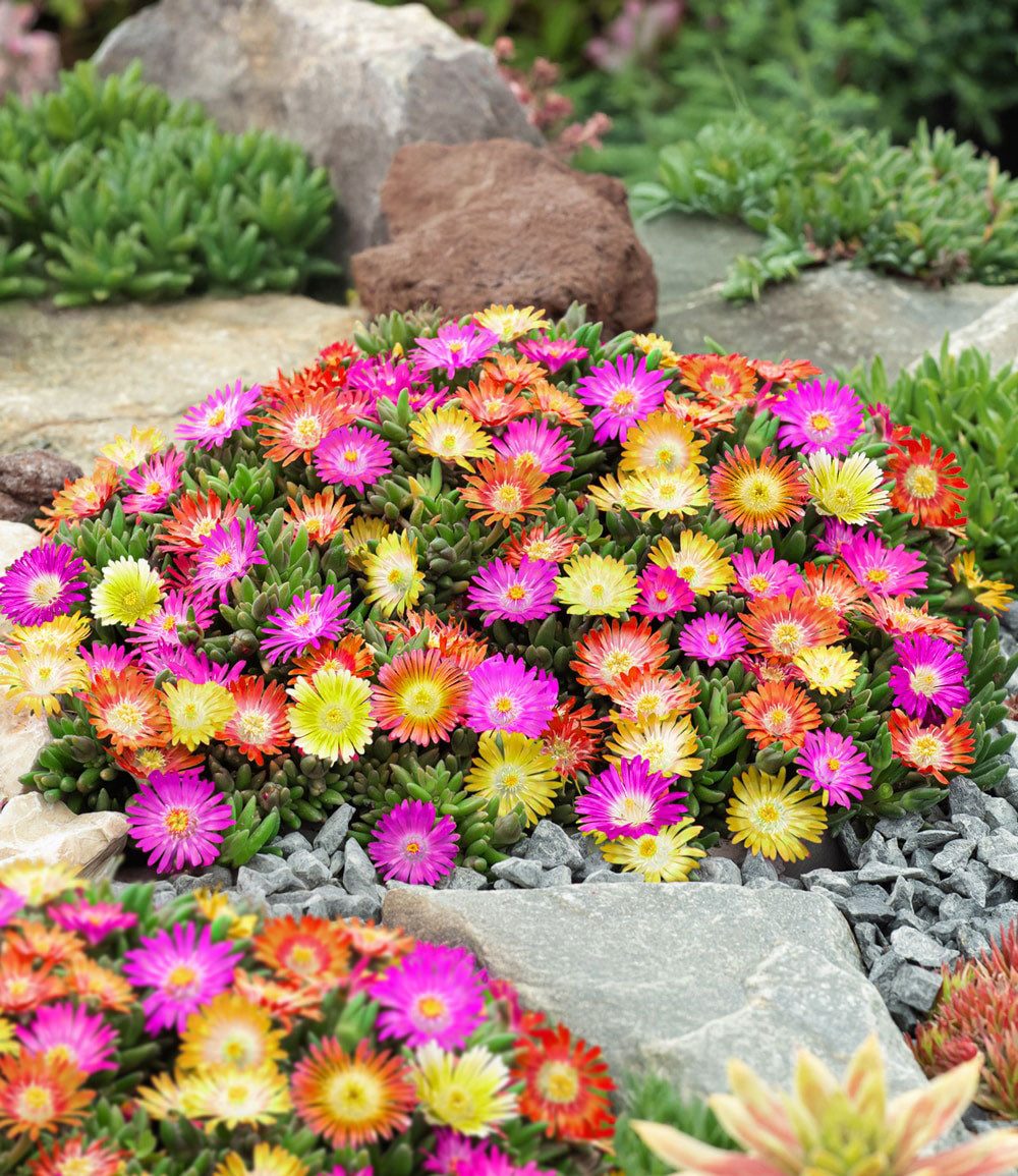 BALDUR Garten Bodendecker Winterharte Eisblumen 'Summer Mix', 3 St., Mittagsblume, reichblühend, winterhart, mehrjährig, pflegeleicht