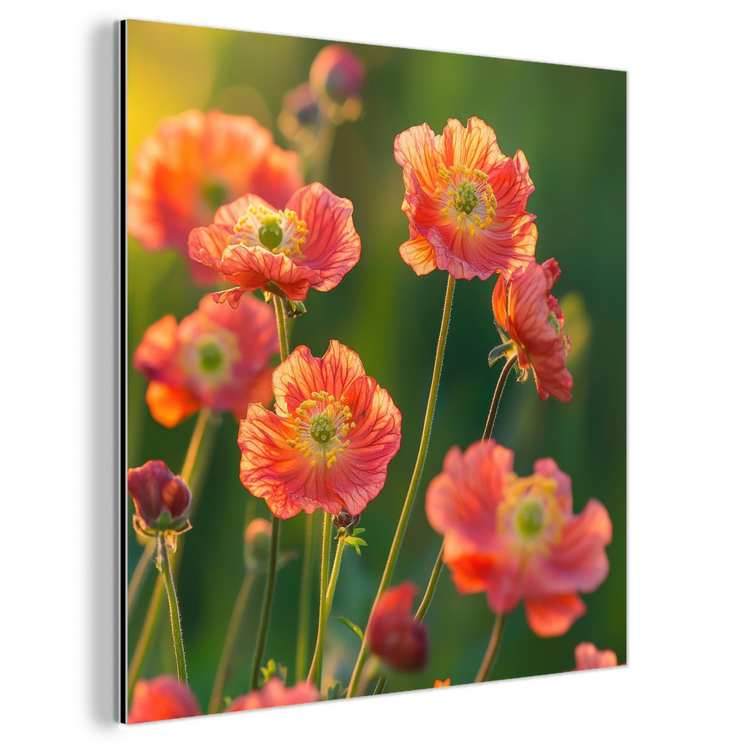 MuchoWow Metallbild Blumenfeld - Sonnenstrahlen - günstig online kaufen
