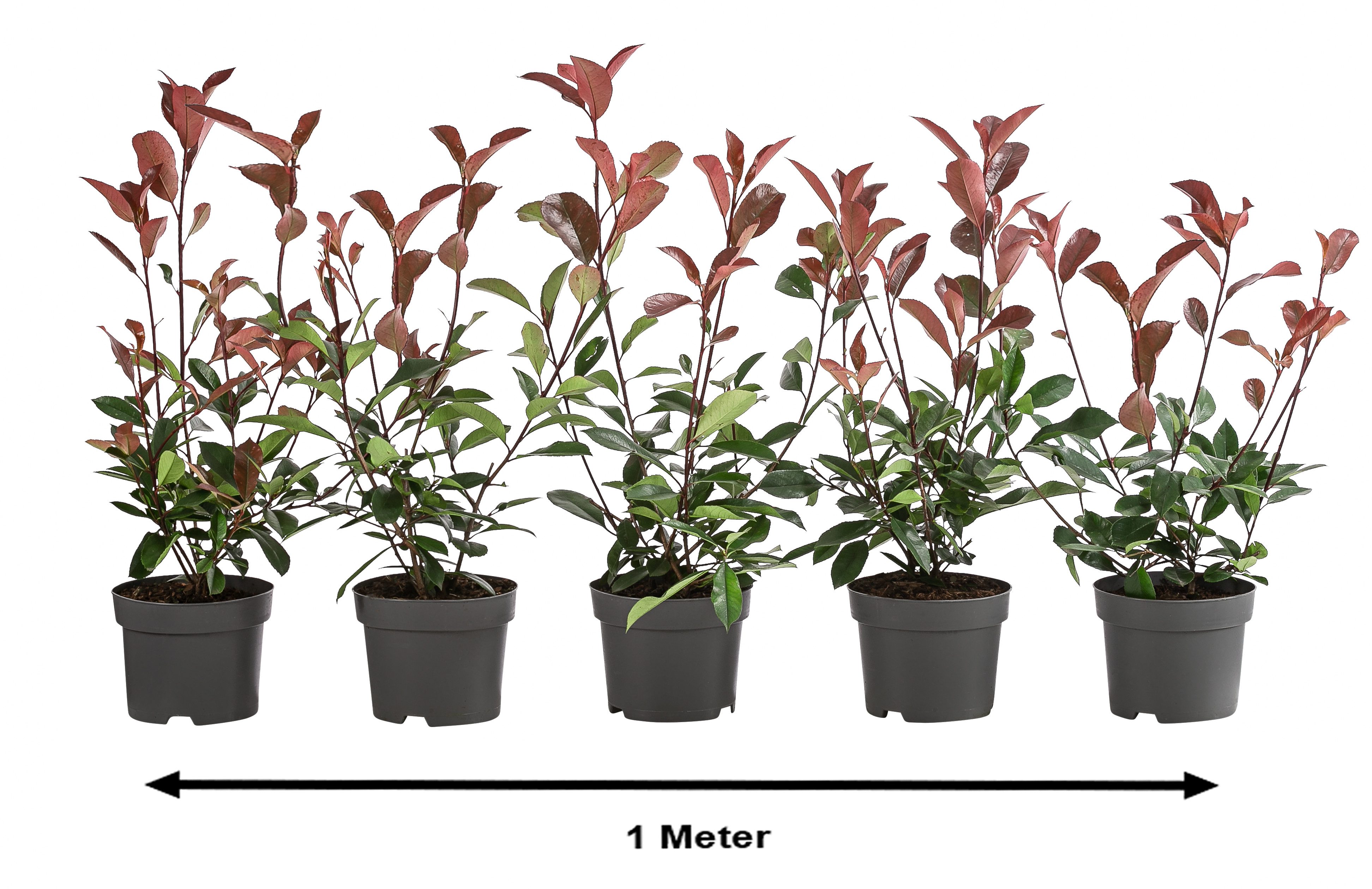 Dehner Hecken Hecke Purpur-Glanzmispel Red Robin, 1 m, 5 x 2 l, Zierstrauch als Sichtschutz