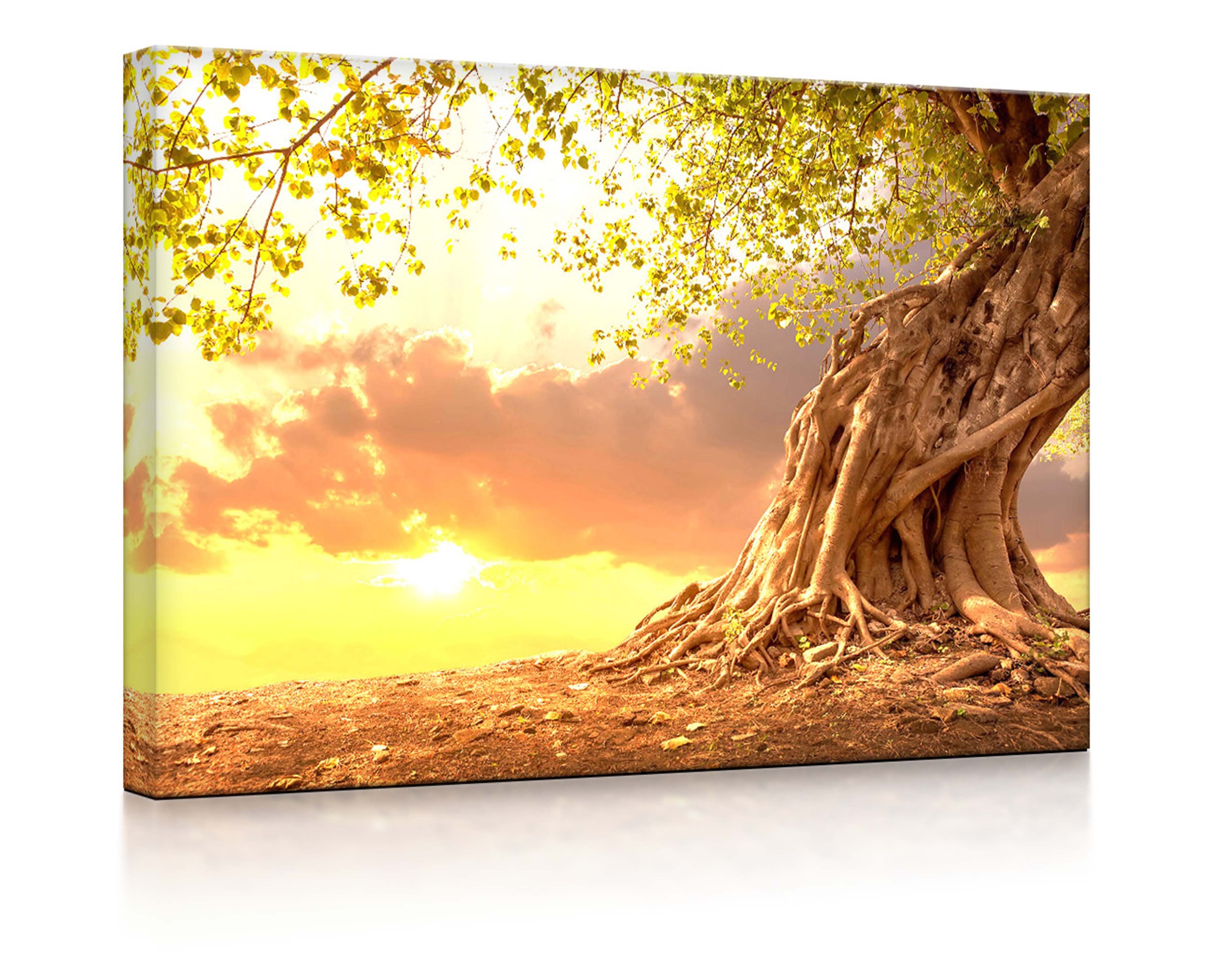 lightbox-multicolor LED-Bild Verwurzelter starker Baum im Sonnenuntergang fully lighted / 60x40cm, Leuchtbild mit Fernbedienung