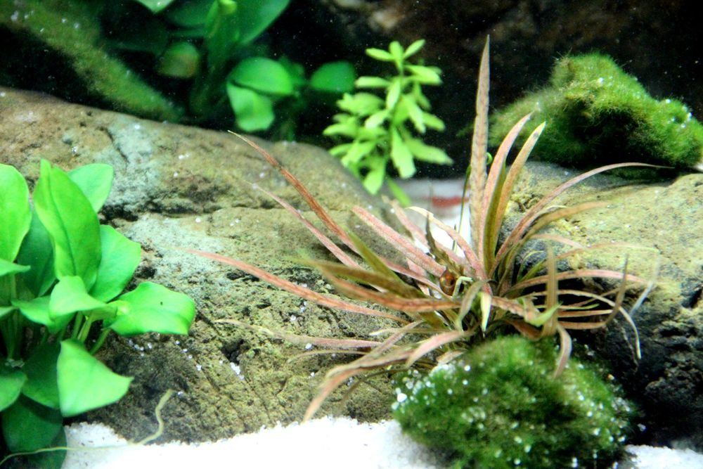 Aquaone Wasserpflanze Aquarium Pflanze Cryptocoryne albida 'Brown' Nr.126B günstig online kaufen