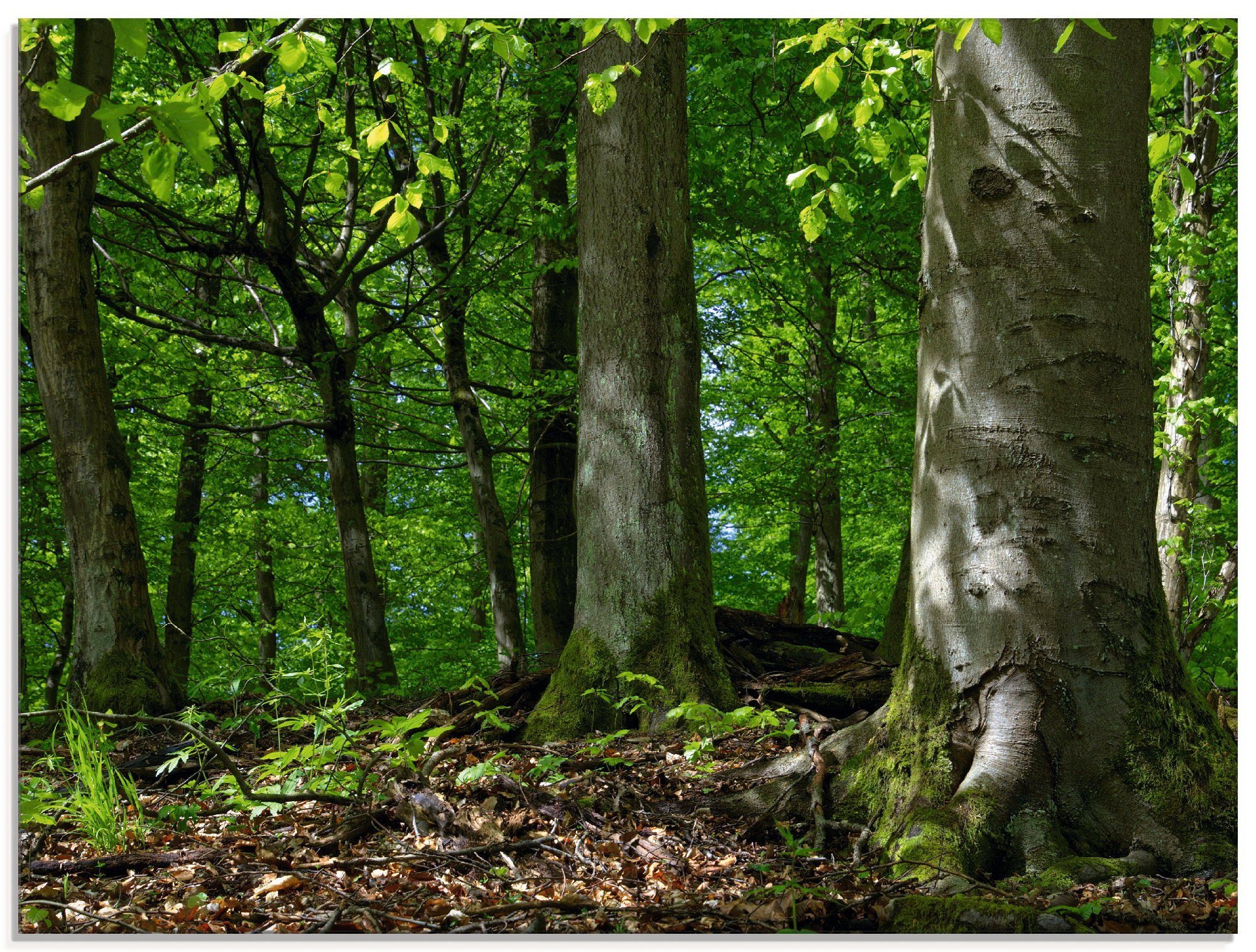 Artland Glasbild »Frühling im Buchenwald«, Wald (1 Stück)-Otto