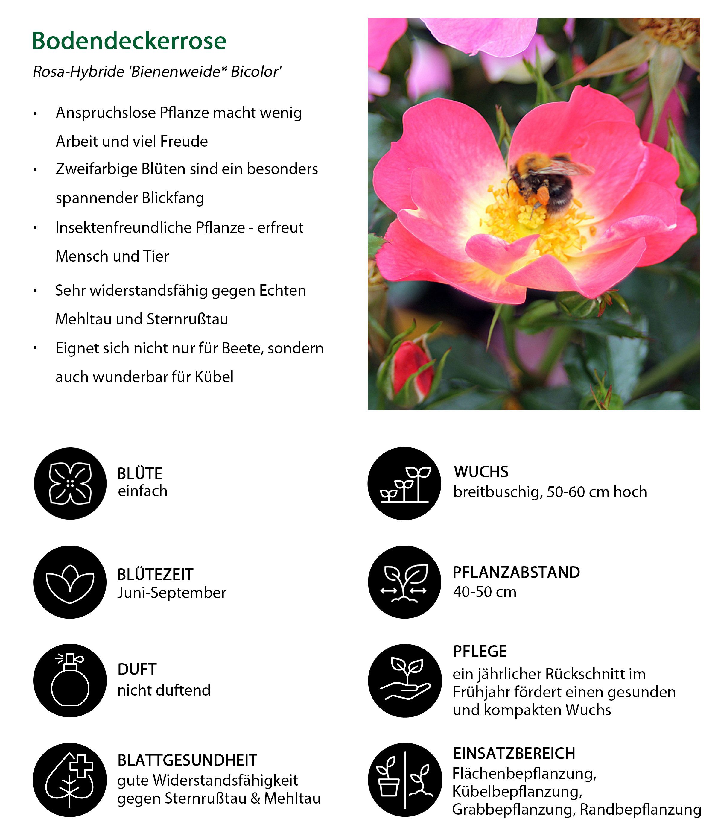 Dehner Rose Bodendeckerrose Bienenweide® Bicolor, 15-30 cm, zweifarbige pink-gelbe Blüten, insektenfreundlich, Züchter Tantau