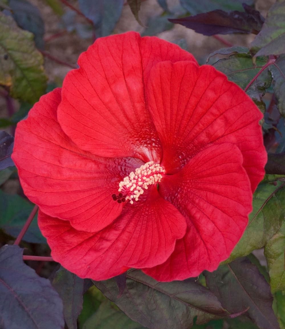 BALDUR Garten Zierstrauch Winterharter Hibiskus Summerific® Midnight Marvel, 2 St., Riesenhibiskus, großblütig,winterhart, mehrjährig – Bild 2 von 3