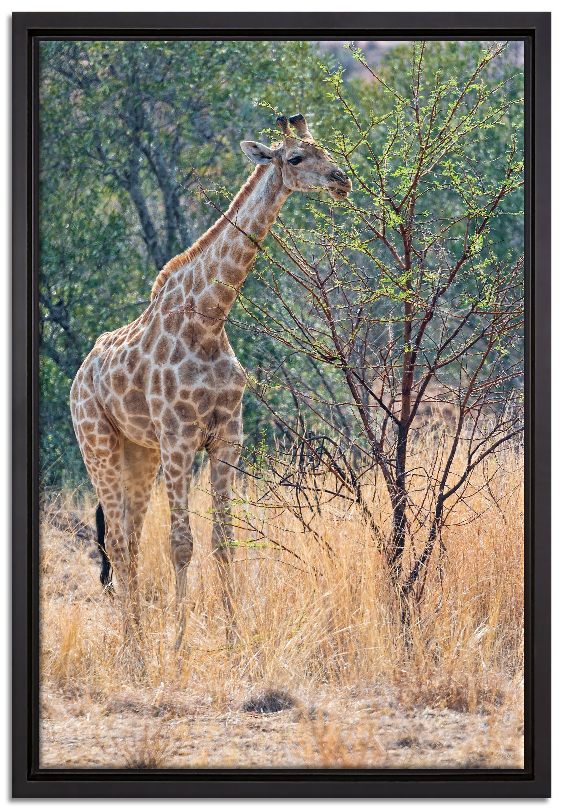 Pixxprint Leinwandbild Giraffe beim Fressen, Wanddekoration (1 St), Leinwandbild fertig bespannt, in einem Schattenfugen-Bilderrahmen gefasst, inkl. Zackenaufhänger