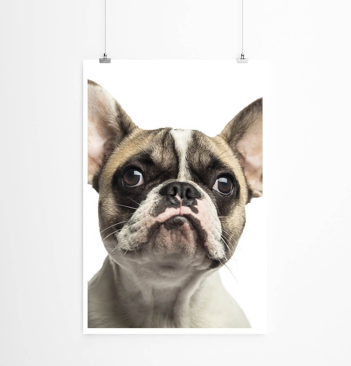 Sinus Art Poster Tierfotografie 60x90cm Poster günstig online kaufen