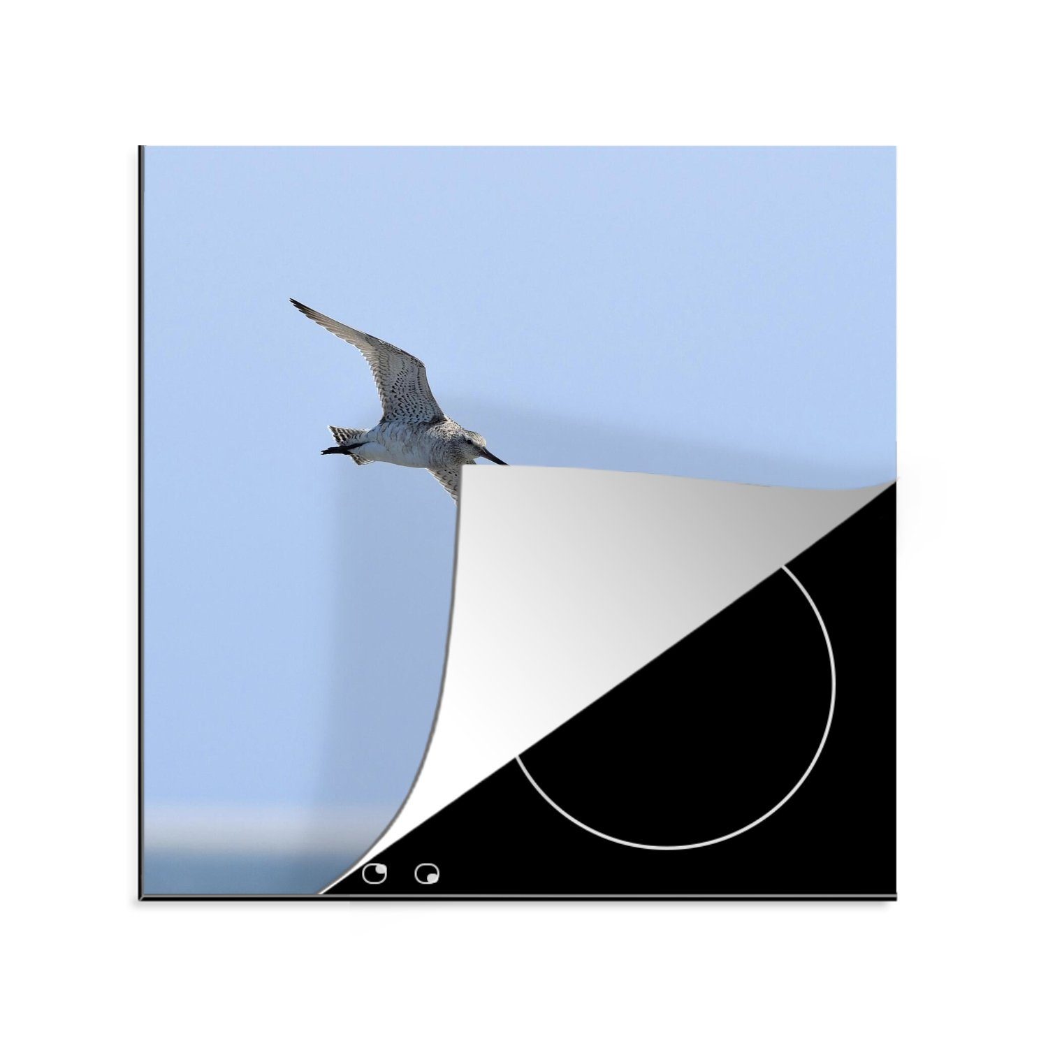 MuchoWow Herdblende-/Abdeckplatte Rotschnabelschnepfe fliegt über den Strand, Vinyl, (1 tlg), 78x78 cm, Ceranfeldabdeckung, Arbeitsplatte für küche