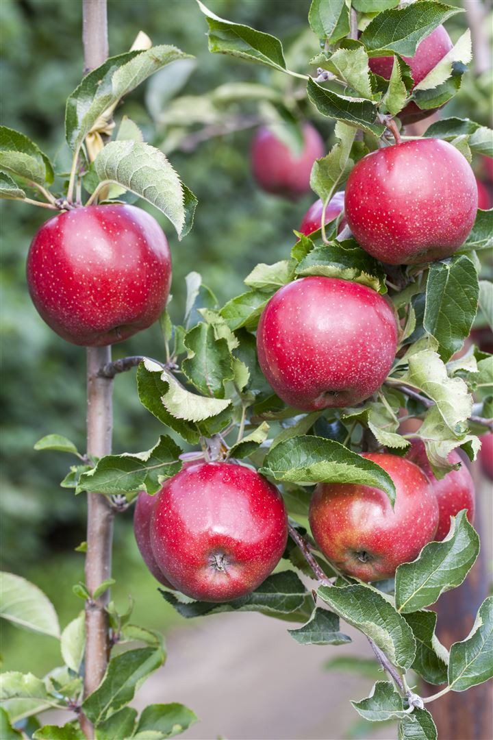 Pflanzen für Dich Obstpflanze Malus domestica Florina, 1 St., Florina-Apfel, Apfelbaum, krankheitsresistent, rotbackig