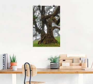 Artland Wandbild Alter Lorbeerbaum, Bäume (1 St), als Leinwandbild, Poster in verschied. Größen