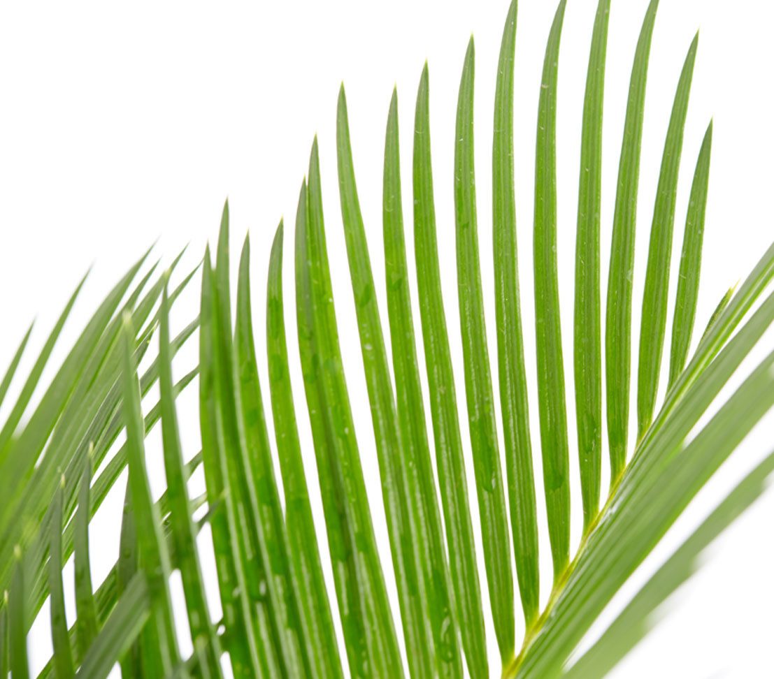 Dehner Zimmerpflanze Sagopalmfarn, Cycas revoluta, Urpflanze, Palmfarn mit großen, farnähnlichen, jedoch festen Blattwedeln
