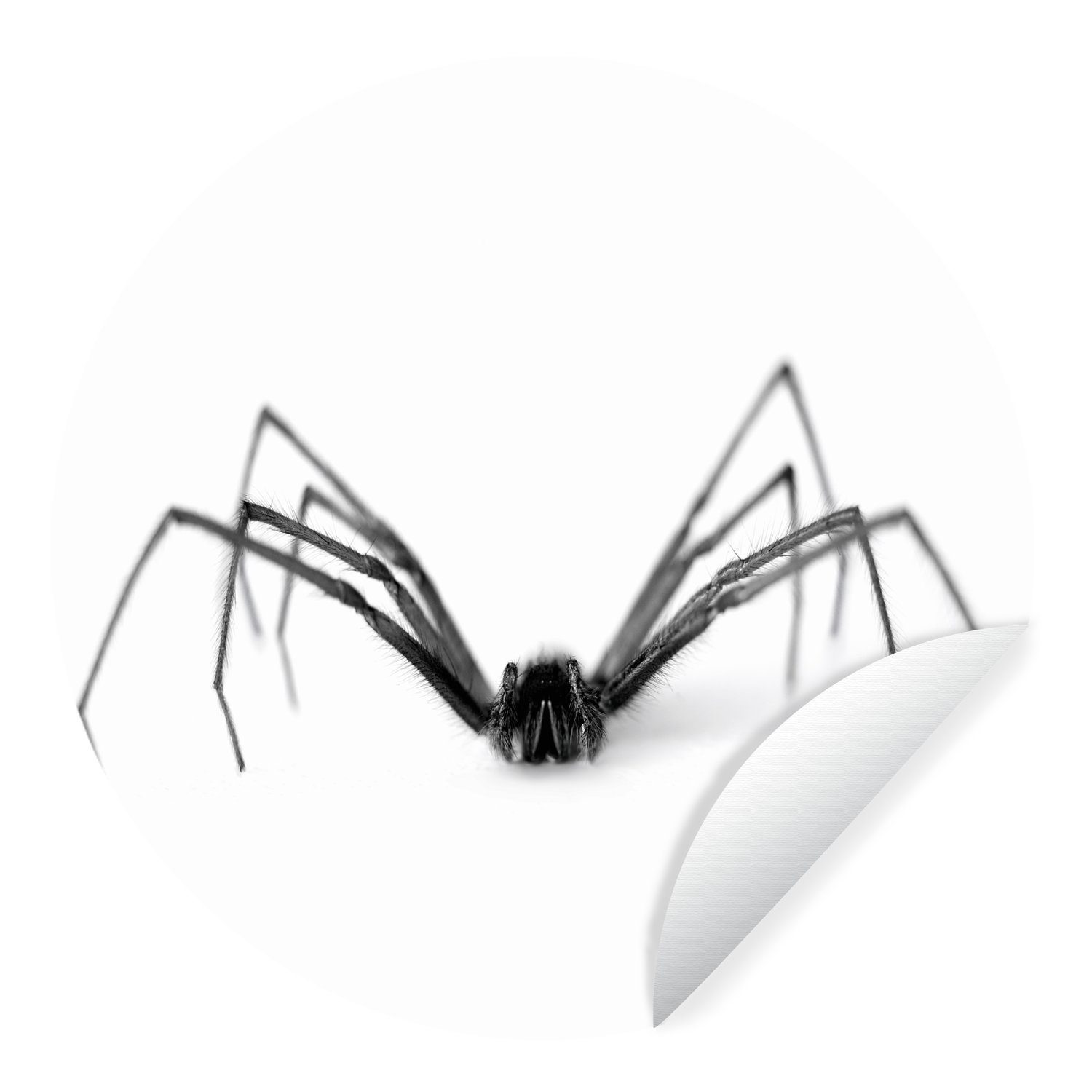 MuchoWow Wandsticker Schwarze Spinne auf weißem Hintergrund (1 St), Tapetenkreis für Kinderzimmer, Tapetenaufkleber, Rund, Wohnzimmer
