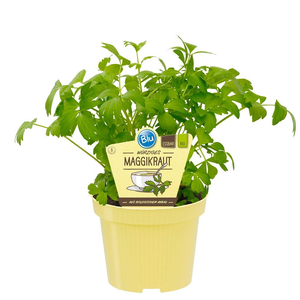 Exotenherz Gewürzkraut Maggikraut Liebstöckel Levisticum officinale Kräuterpflanze 12cm Topf