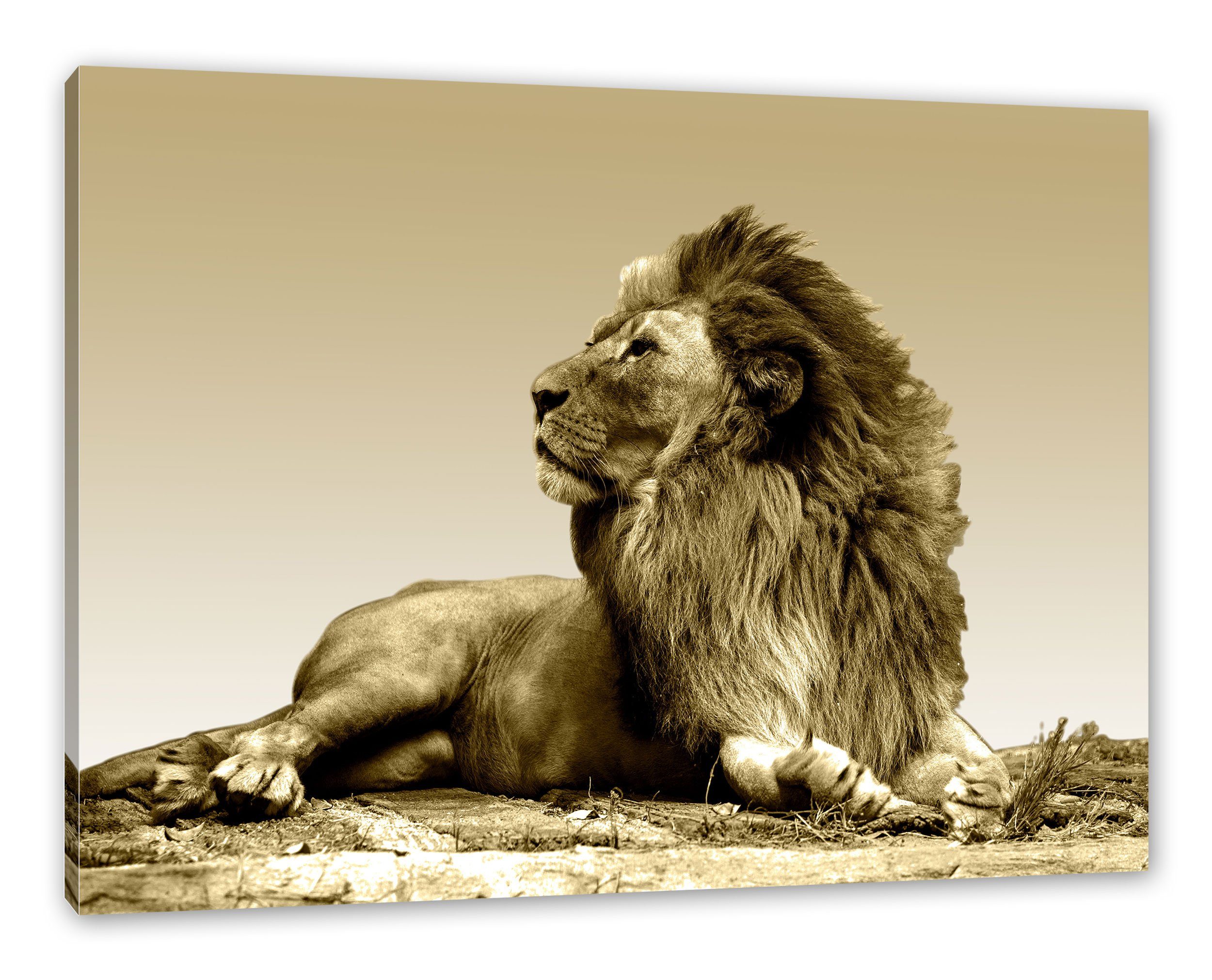 Pixxprint Leinwandbild liegender Löwe, liegender Löwe (1 St), Leinwandbild fertig bespannt, inkl. Zackenaufhänger | Leinwandbilder