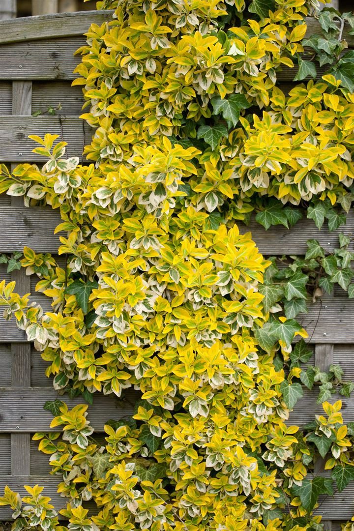Pflanzen für Dich Bodendecker Euonymus fortunei 'Emerald'n Gold', 1 St., Kriechspindel, Spindelstrauch, gelbgrün, winterhart – Bild 4 von 5