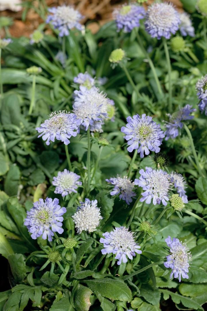 Pflanzen für Dich Staude Scabiosa jap. var.alpina, 1 St., Alpen-Skabiose, Japanische Skabiose