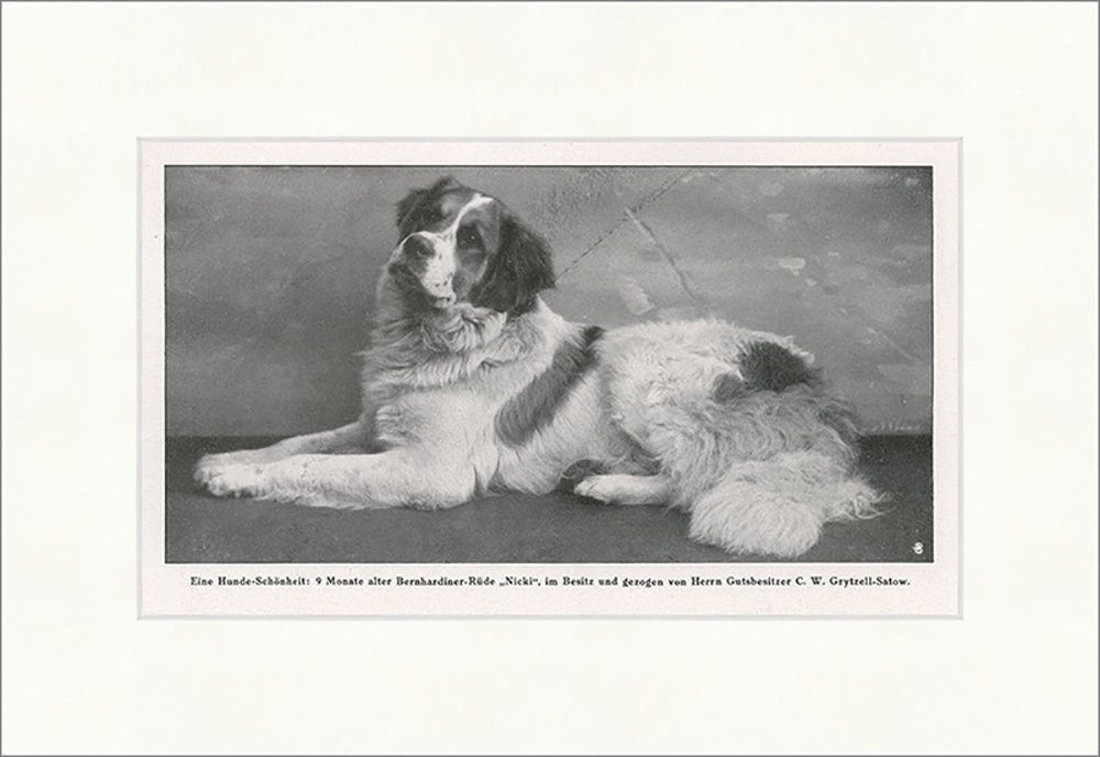 Kunstdruck Eine Hunde-Schönheit: 9 Monate alter Bernhardiner-Rüde Tiere F_Vintage