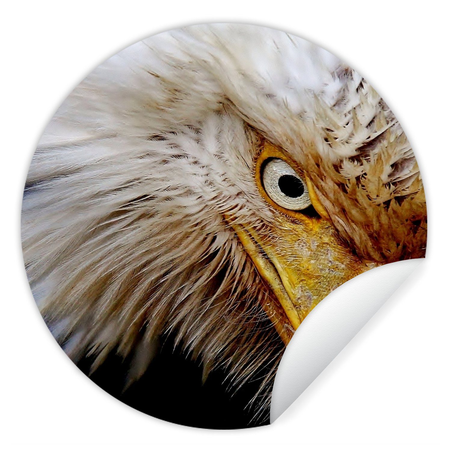 MuchoWow Wandsticker Vogel - Auge - Schnabel (1 St), Tapetenkreis für Kinderzimmer, Tapetenaufkleber, Rund, Wohnzimmer | Wandtattoos