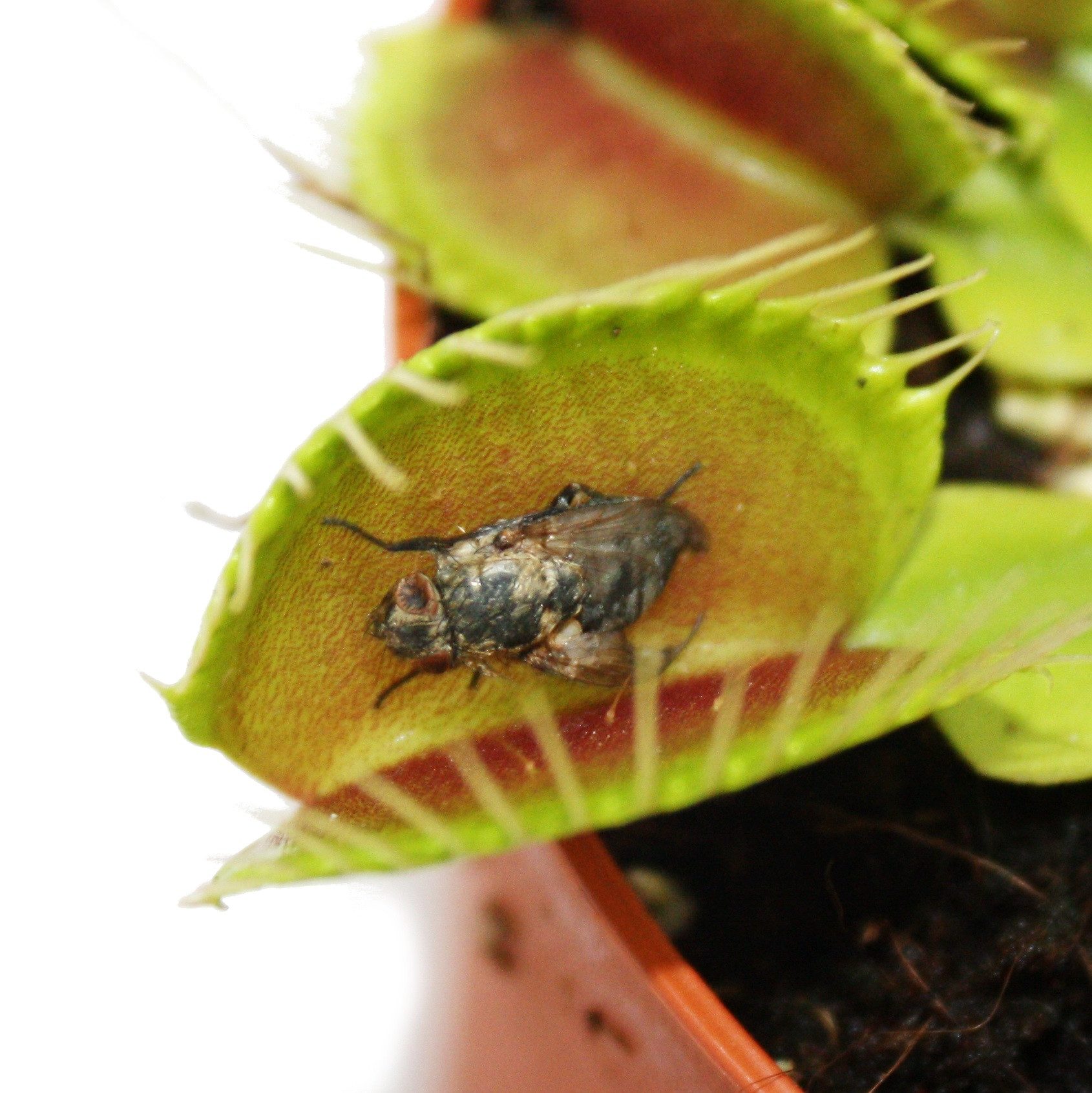 Exotenherz Zimmerpflanze Venusfliegenfalle - Dionaea muscipula - 9cm Topf