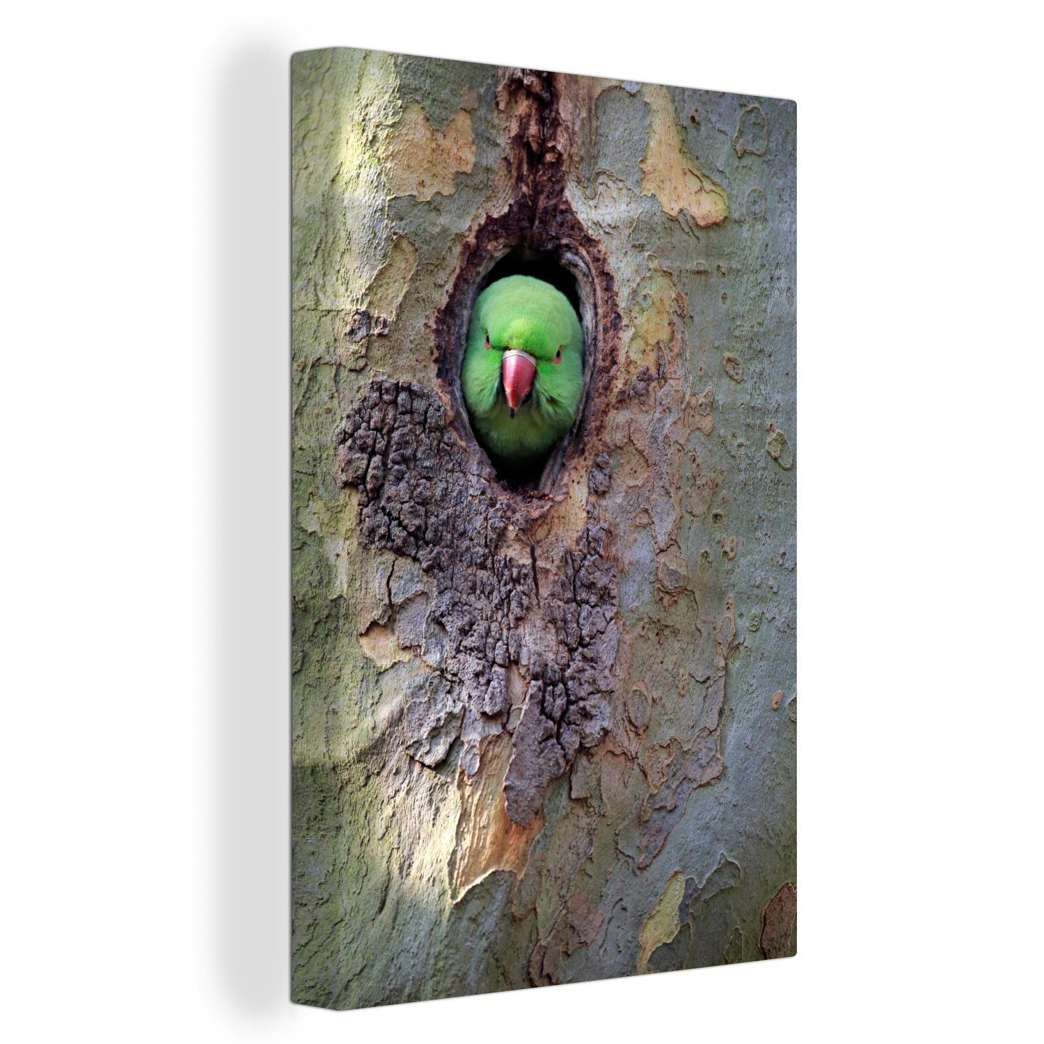 OneMillionCanvasses® Leinwandbild Ein Nymphensittich in einem Nest, (1 St), Leinwandbild fertig bespannt inkl. Zackenaufhänger, Gemälde, 20x30 cm