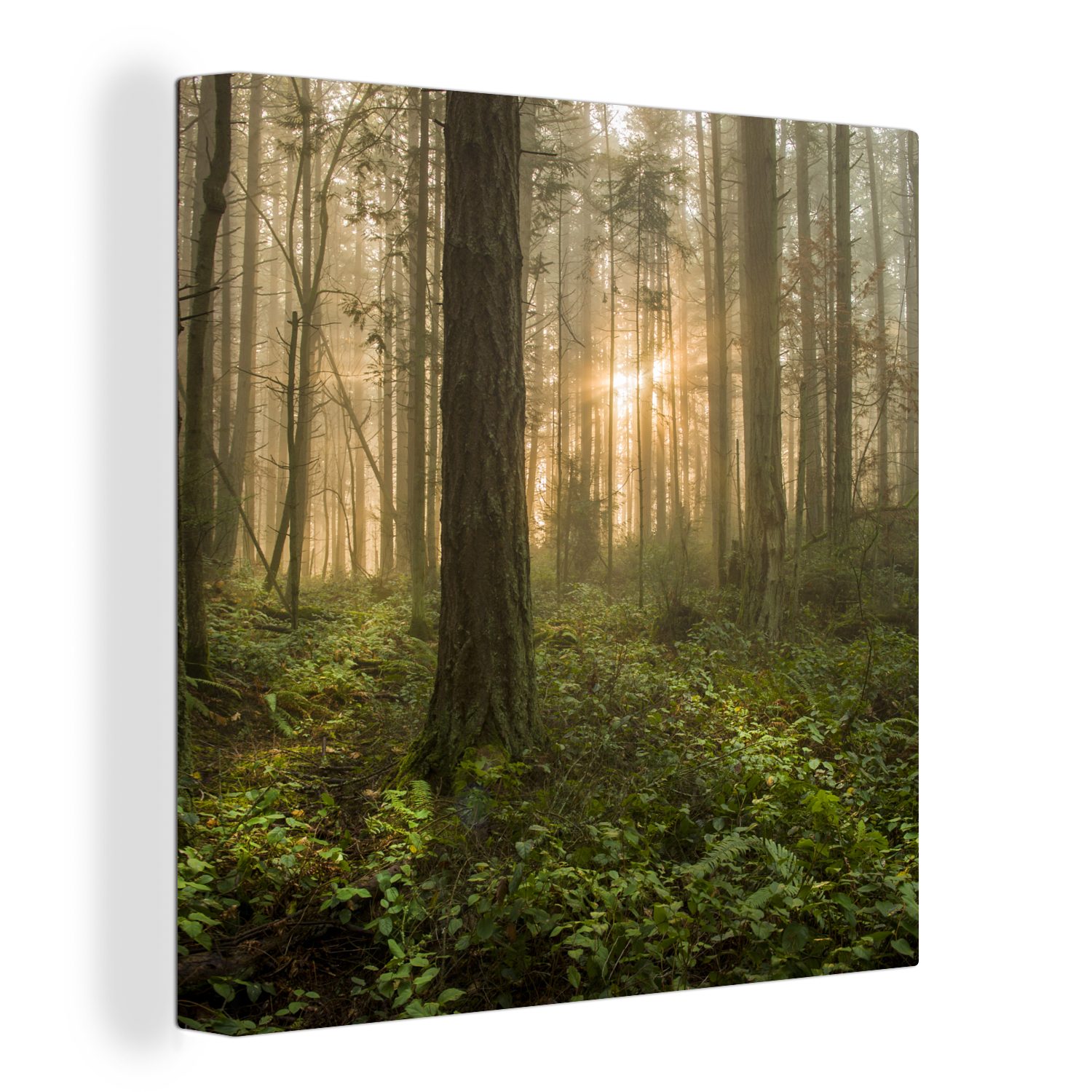 OneMillionCanvasses® Leinwandbild Wald - Sonne - Licht, (1 St), Leinwand Bilder für Wohnzimmer Schlafzimmer
