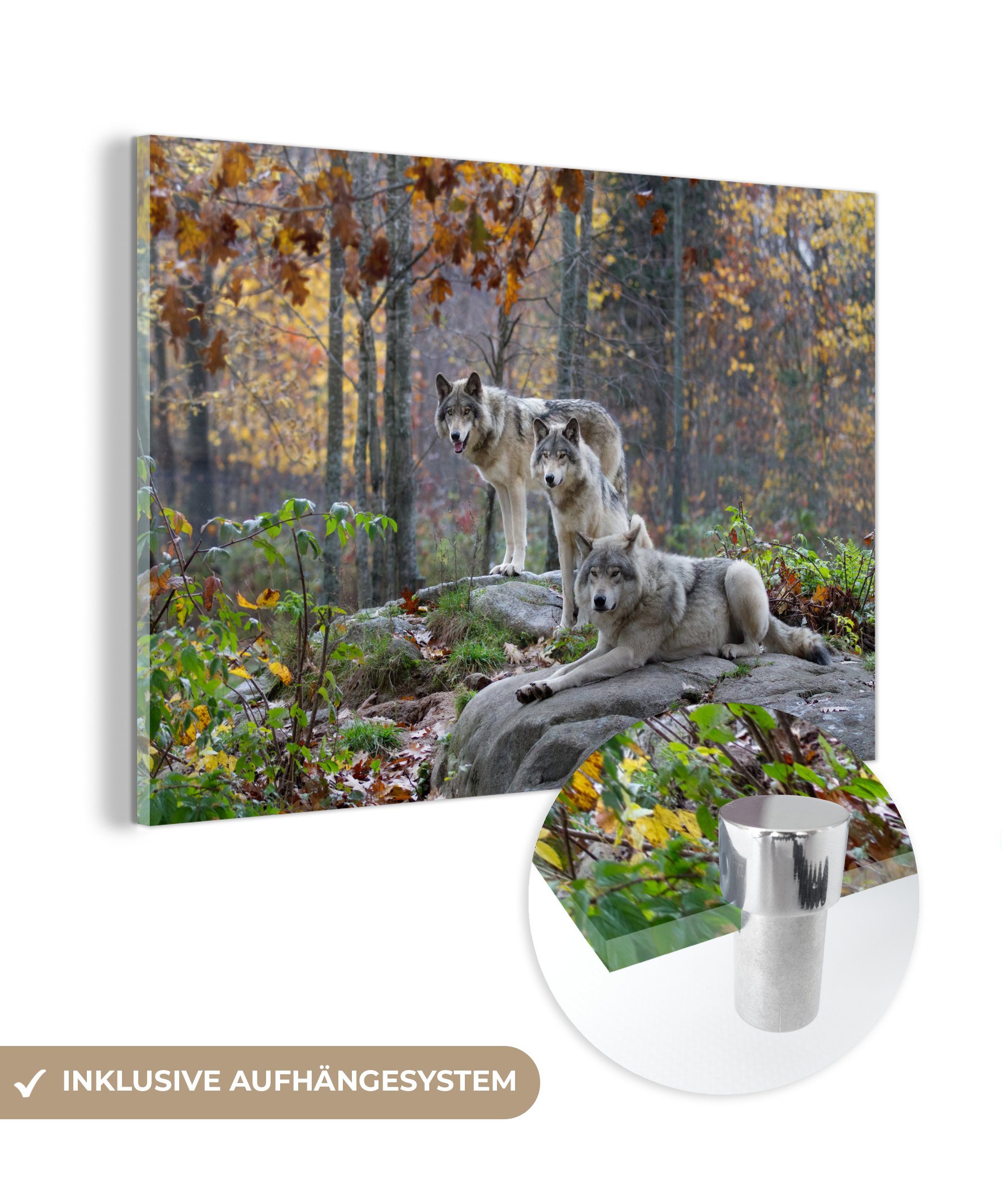 MuchoWow Acrylglasbild Wolf - Herbst - Wald, (1 St), Acrylglasbilder Wohnzimmer & Schlafzimmer