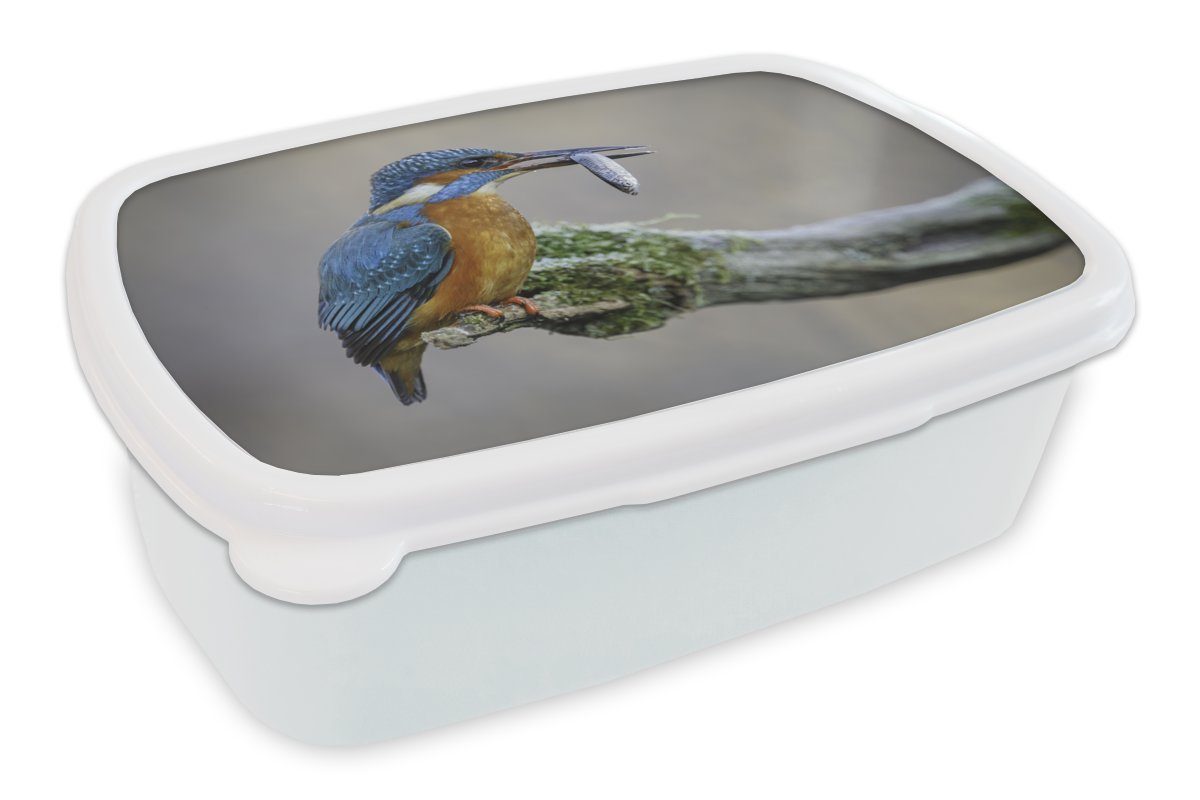 Erwachsene, - Kunststoff, MuchoWow Brotbox Brotdose, Tier, für und Kinder Fisch Lunchbox - (2-tlg), Mädchen Jungs weiß und Eisvogel für