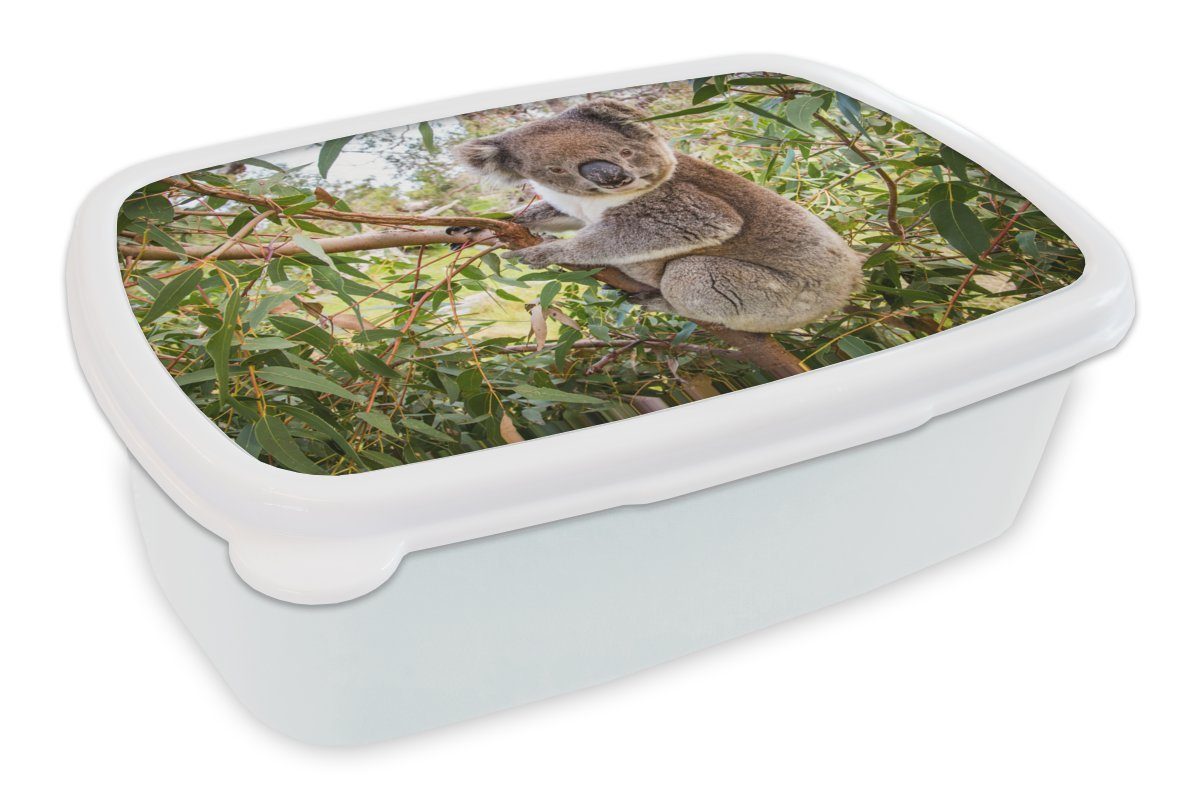 MuchoWow Lunchbox Koala - Baum - Blätter - Kinder - Jungen - Mädchen, Kunststoff, (2-tlg), Brotbox für Kinder und Erwachsene, Brotdose, für Jungs und Mädchen weiß
