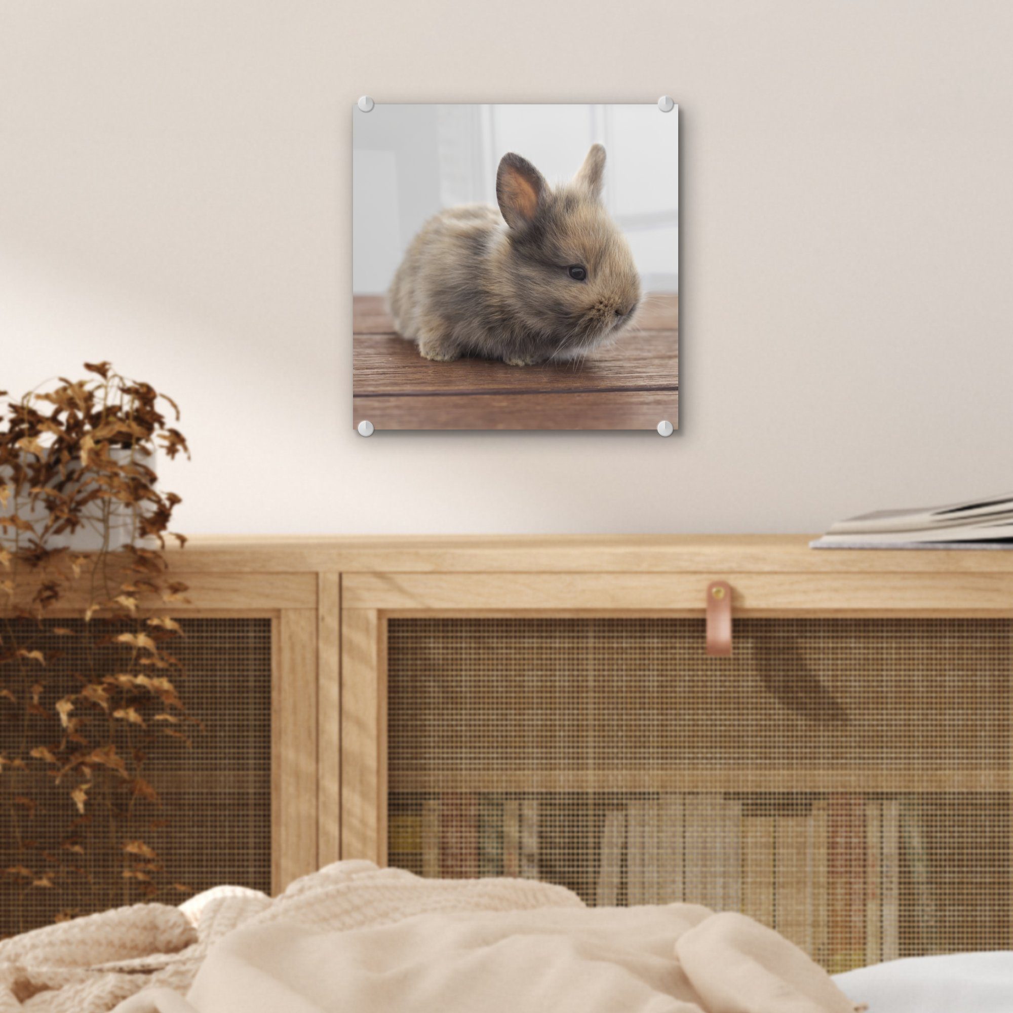 MuchoWow Acrylglasbild Baby Kaninchen St), Bilder - - auf Glasbilder Foto Holz, Glas Wandbild (1 - Wanddekoration auf - Glas 