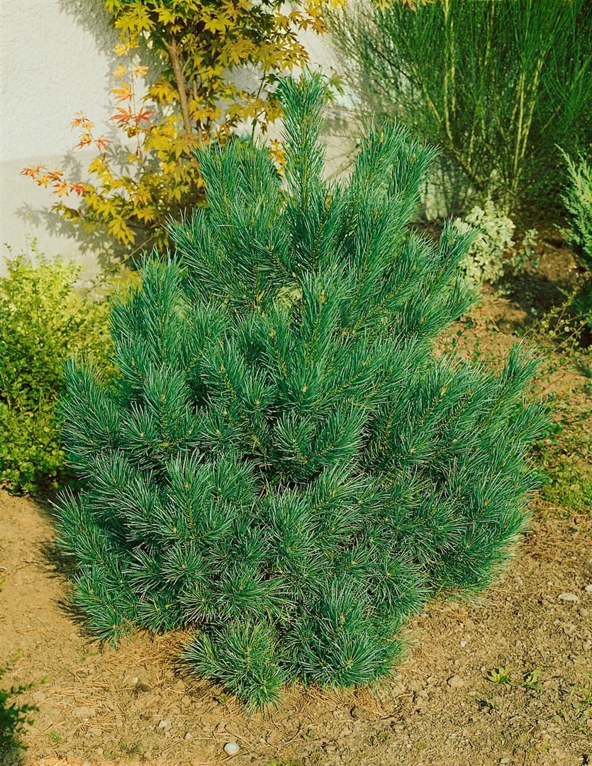 Pflanzen für Dich Konifere Pinus cembra Nana, 1 St., Zirbelkiefer, Arve, kompakt, immergrün