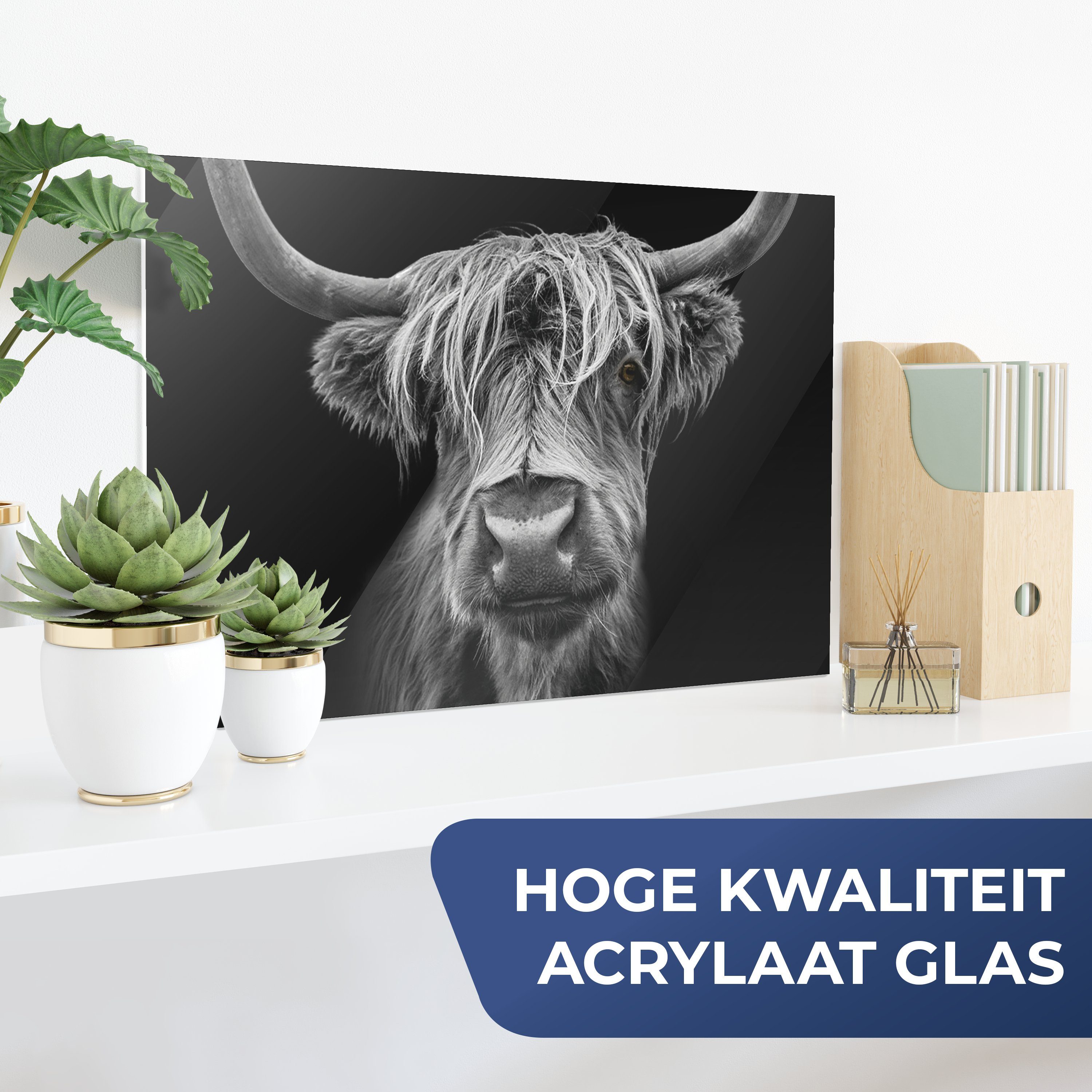 MuchoWow Acrylglasbild Schottischer Highlander - Hörner günstig online kaufen