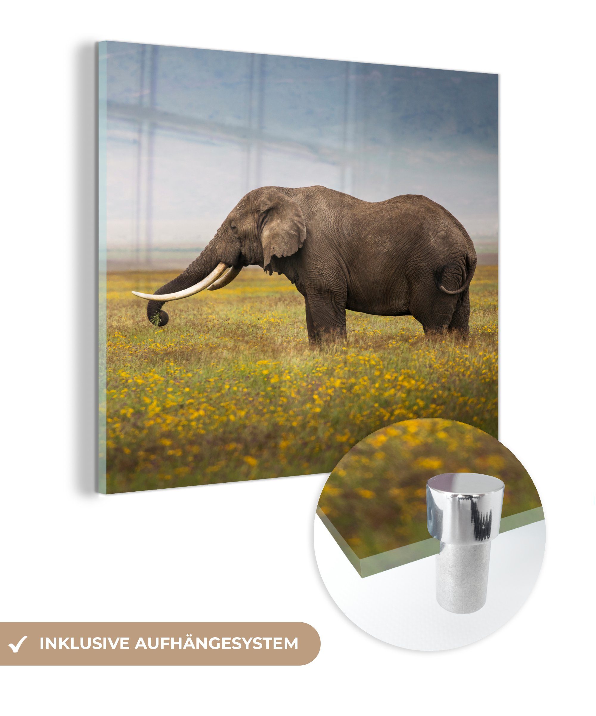 - MuchoWow Wanddekoration Gras (1 Glasbilder - - Bilder auf Glas - Wandbild Acrylglasbild - Foto Blumen Natur, - Elefant auf St), Tiere Glas -