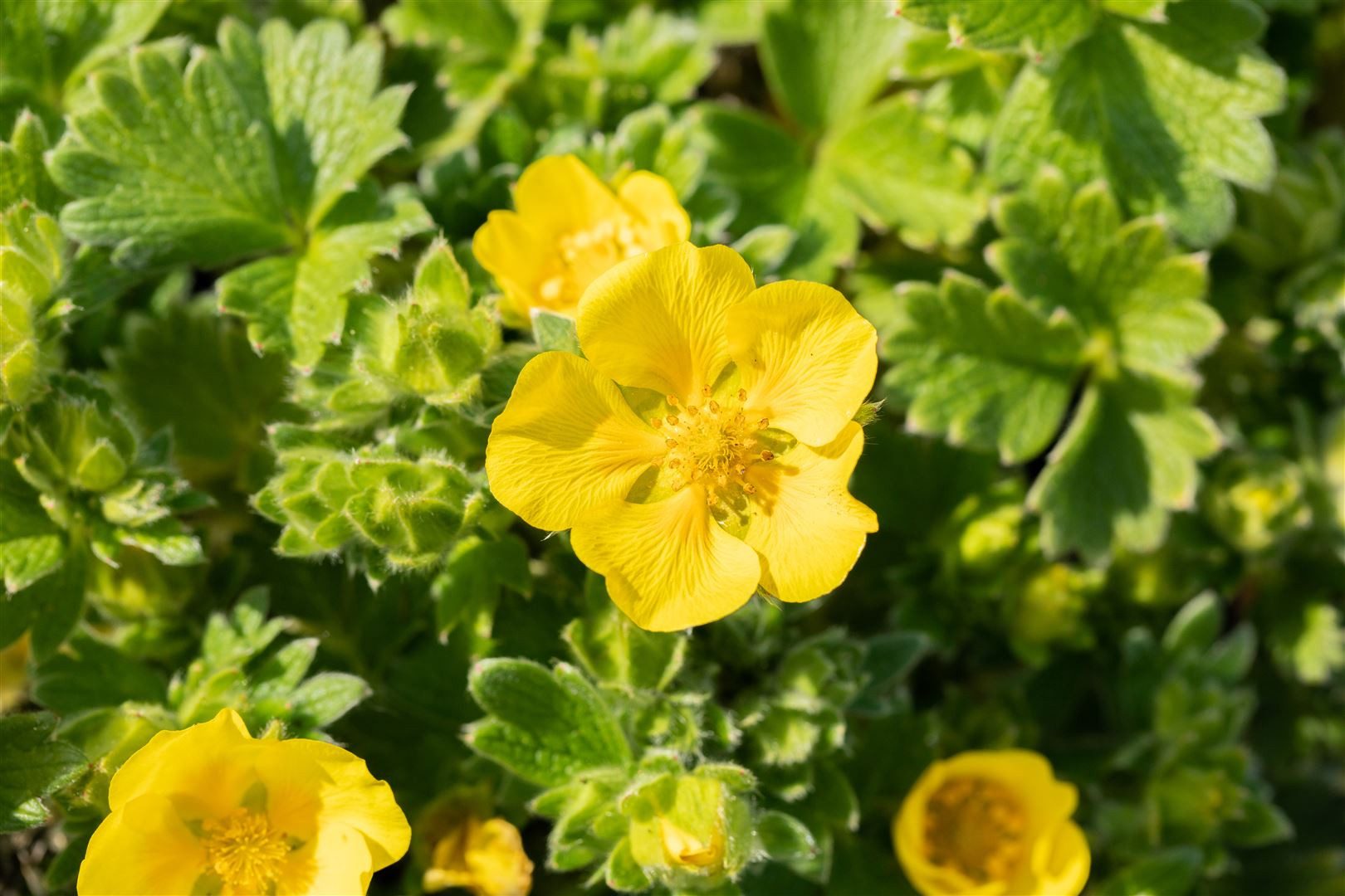 Pflanzen für Dich Bodendecker Potentilla megalantha, 1 St., Großblütiges Fingerkraut, gelbblühend, bodendecker